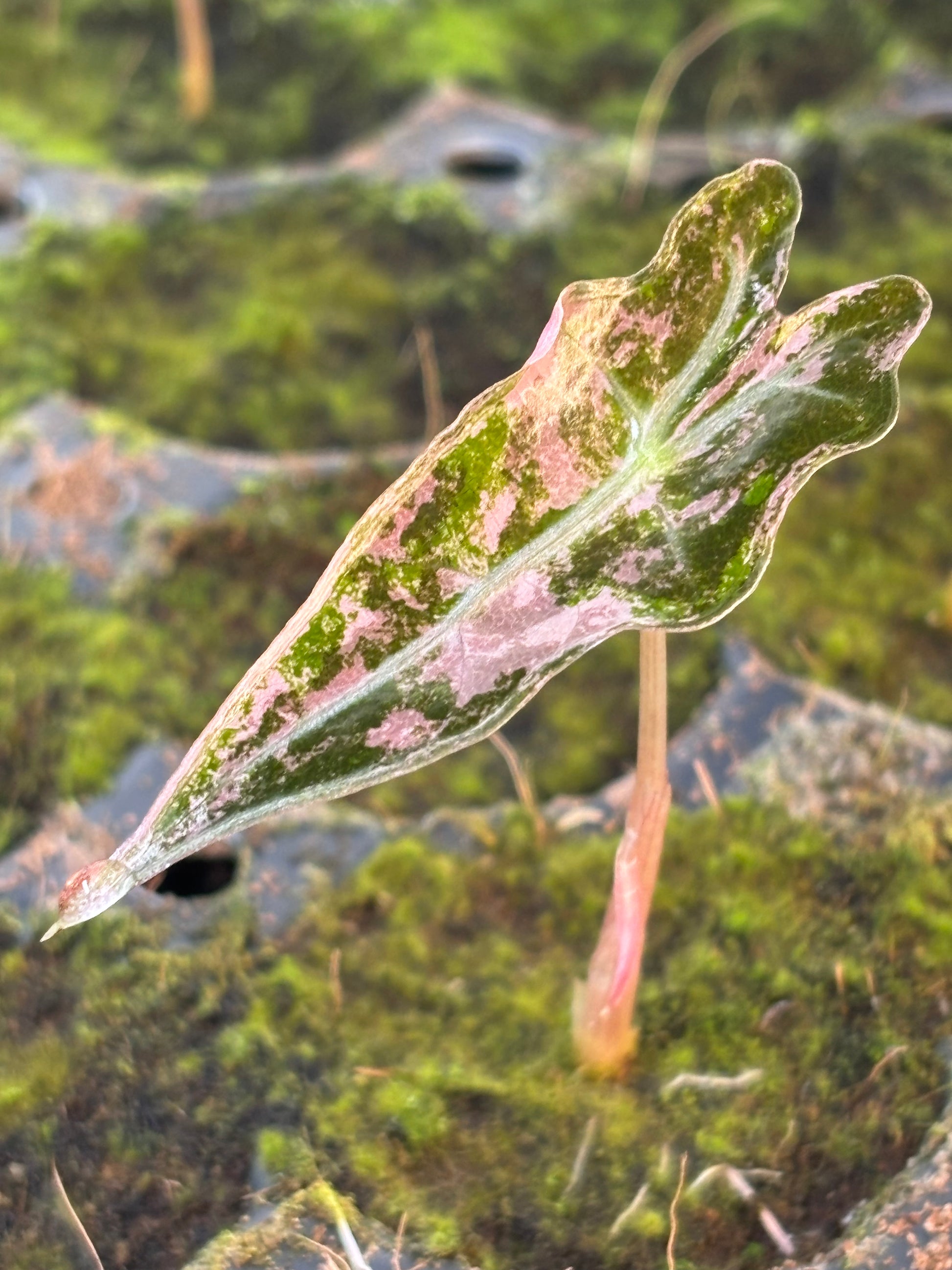 Alocasia Nobilis Variegata