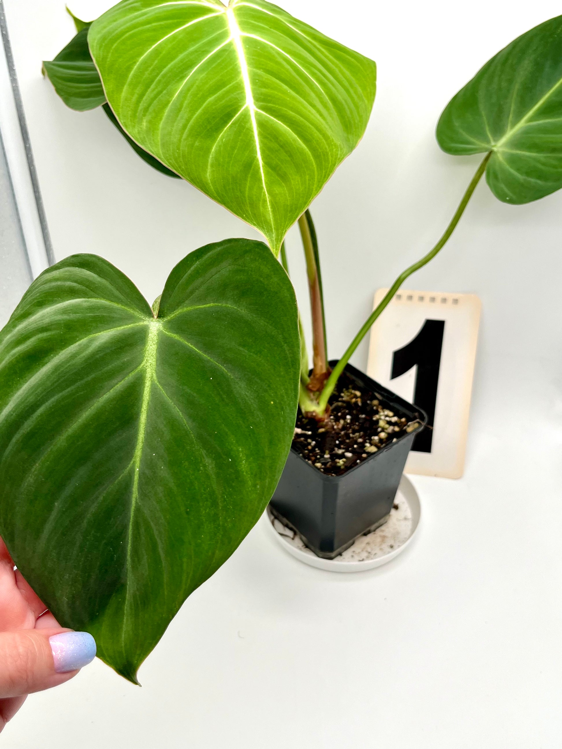 Philodendron Gloriosum