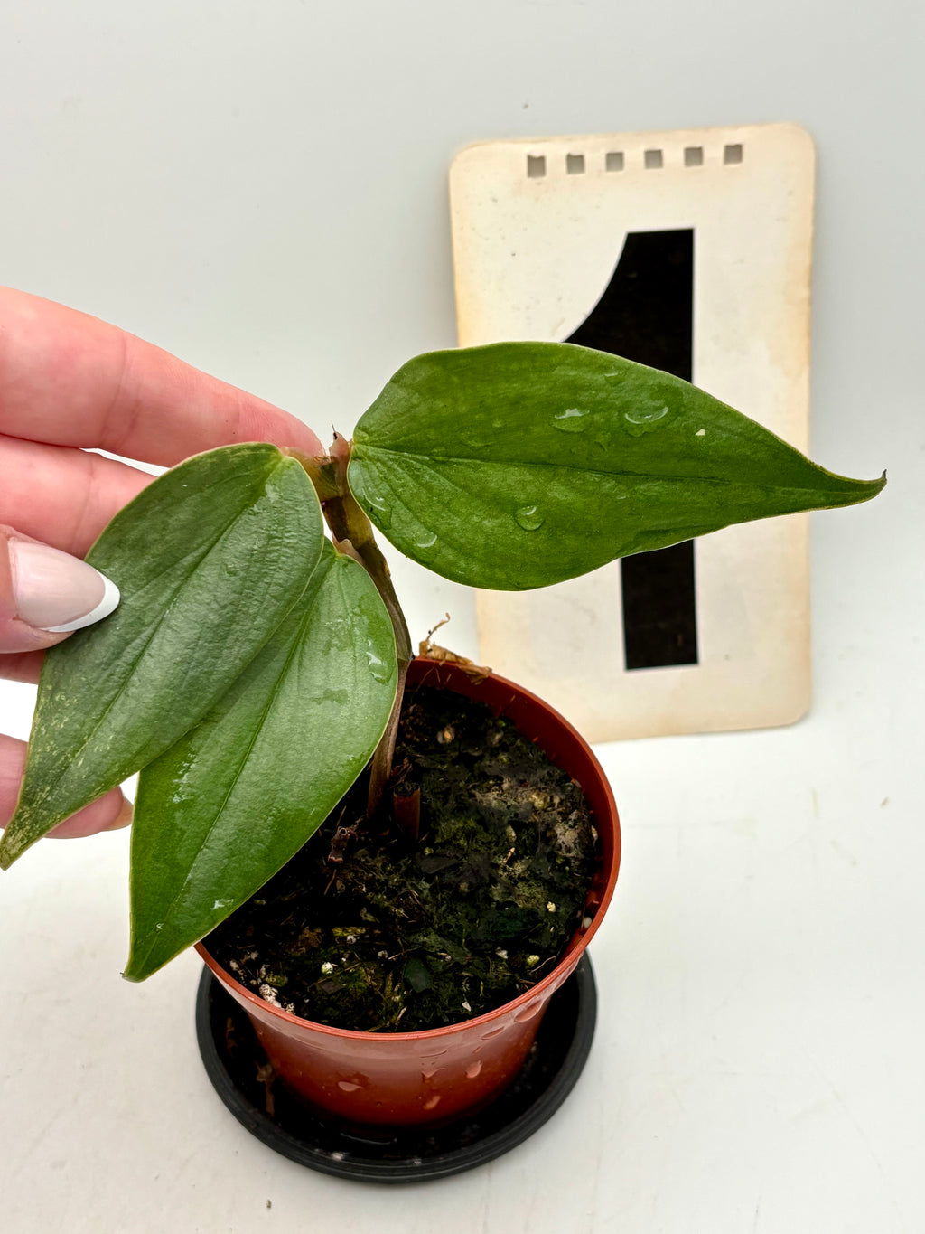 Philodendron Burle Marx Fantasy Pflanze von Exotic-Flowers, grüne Blätter mit auffälligem Muster, im Top.