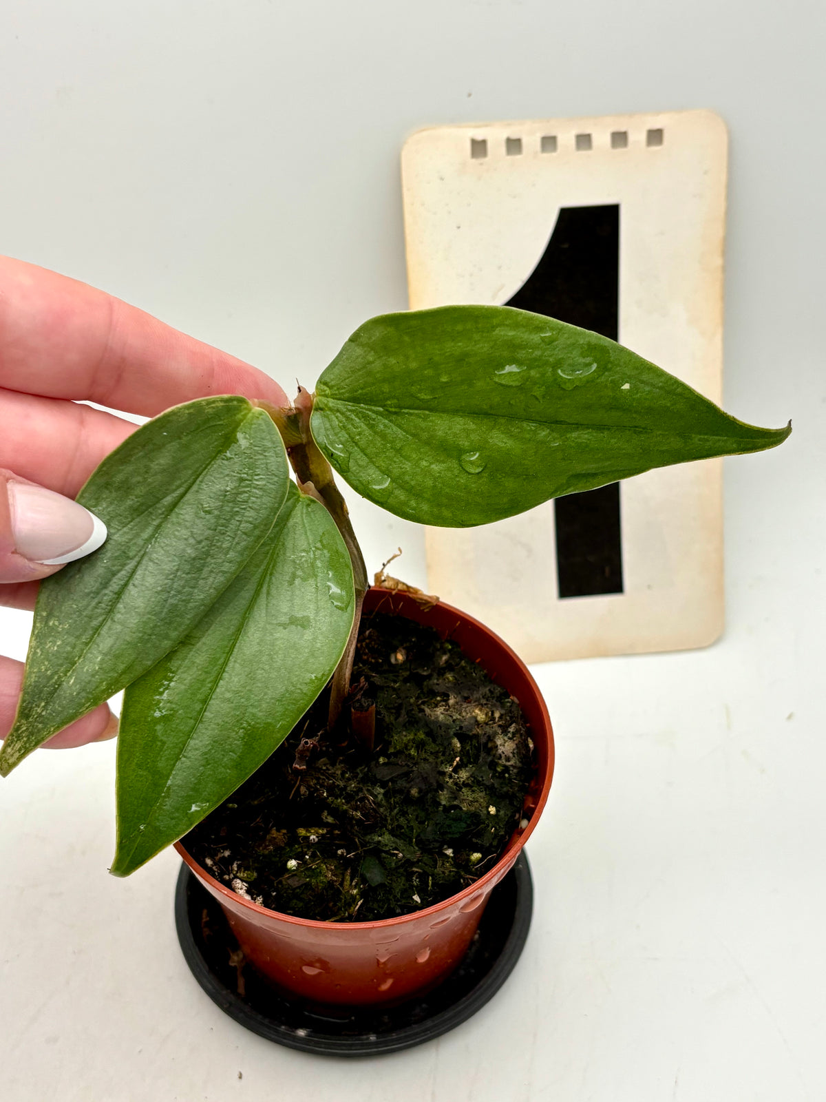 Philodendron Burle Marx Fantasy Pflanze von Exotic-Flowers, grüne Blätter mit auffälligem Muster, im Top.