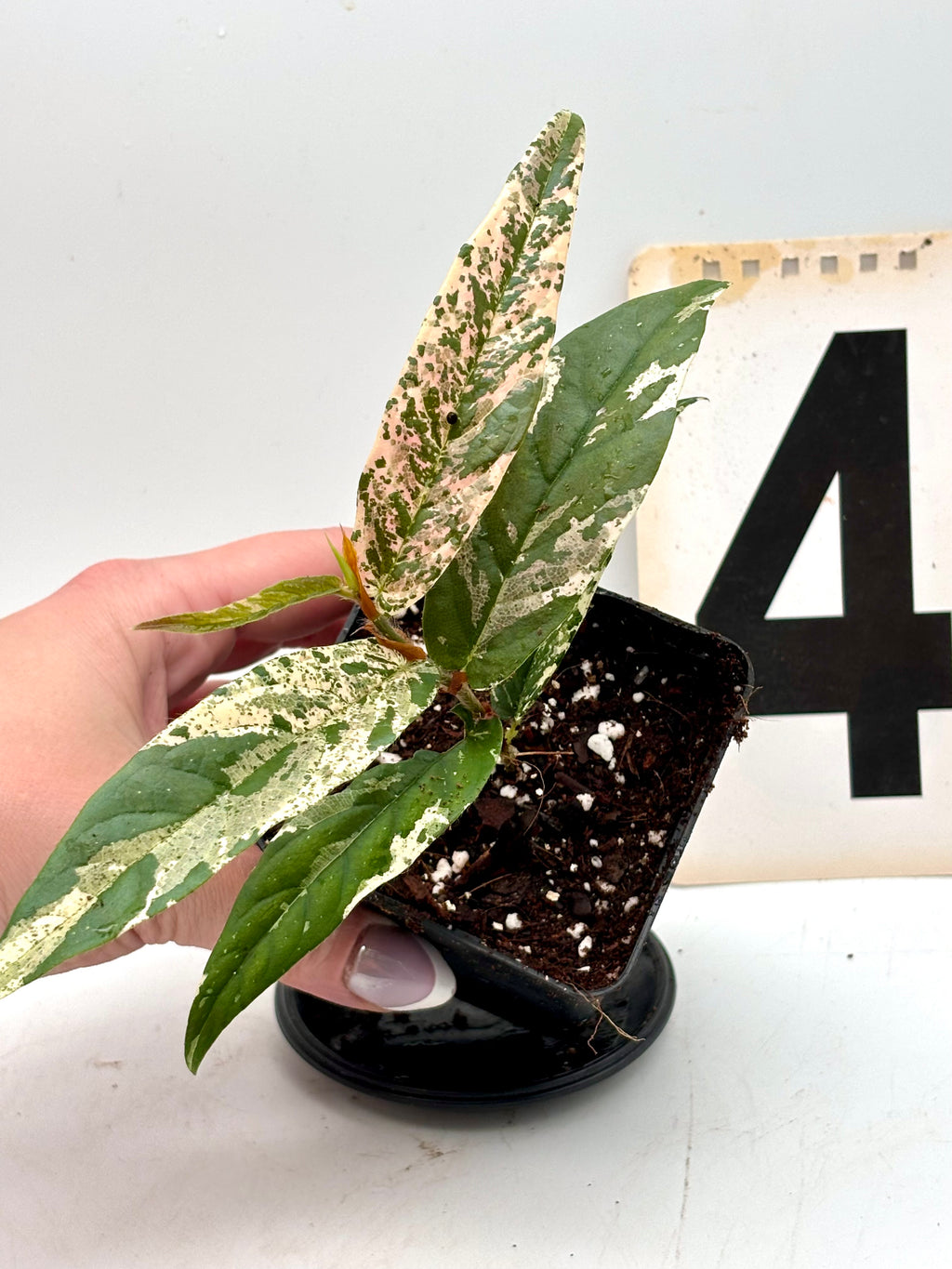 Ficus Sagittata Pink Variegata