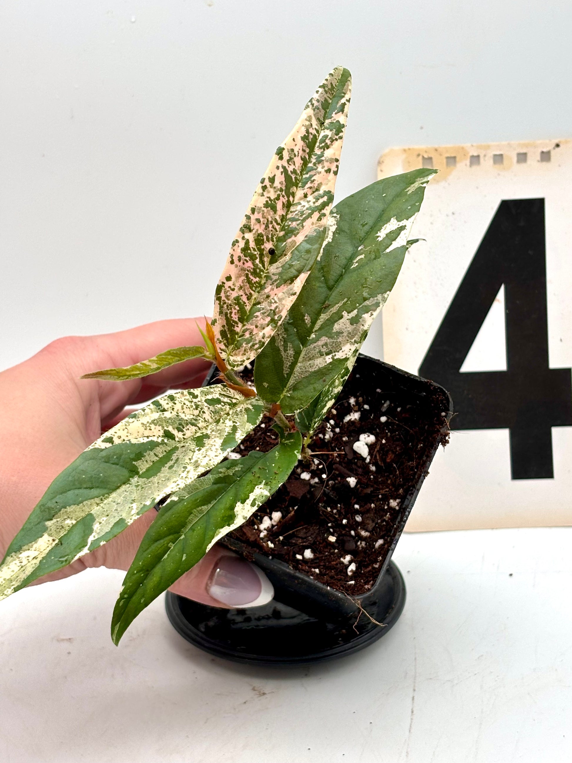 Ficus Sagittata Pink Variegata