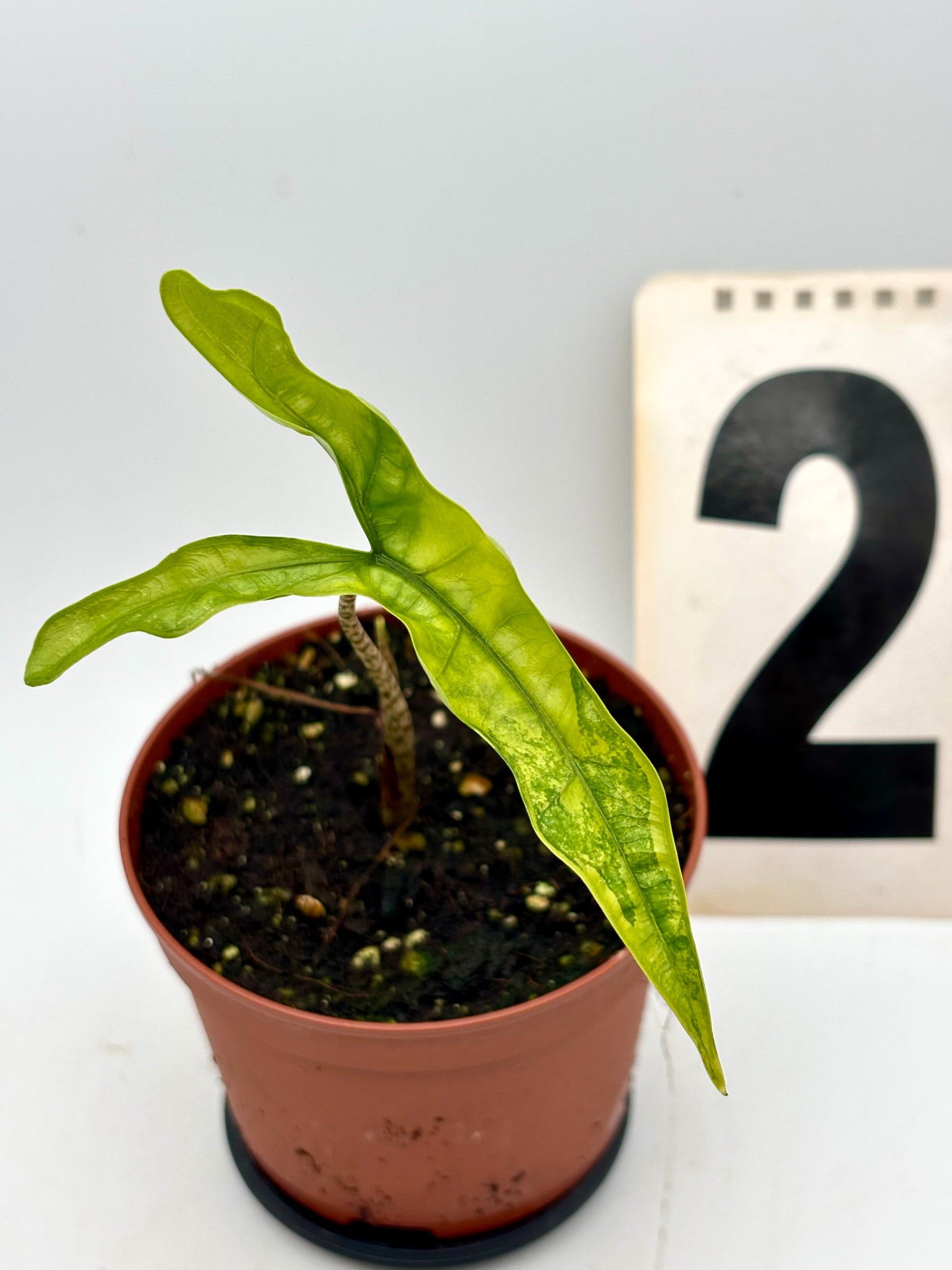 Alocasia Sabrina Variegata von Exotic-Flowers mit grünen und weißen gemusterten Blättern, Nahaufnahme der Blätter.