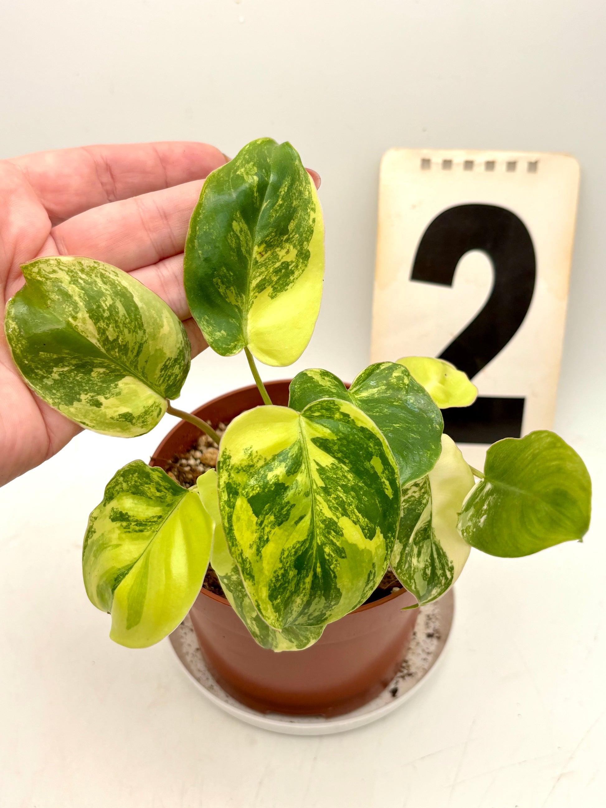 Philodendron Burle Marx Variegata