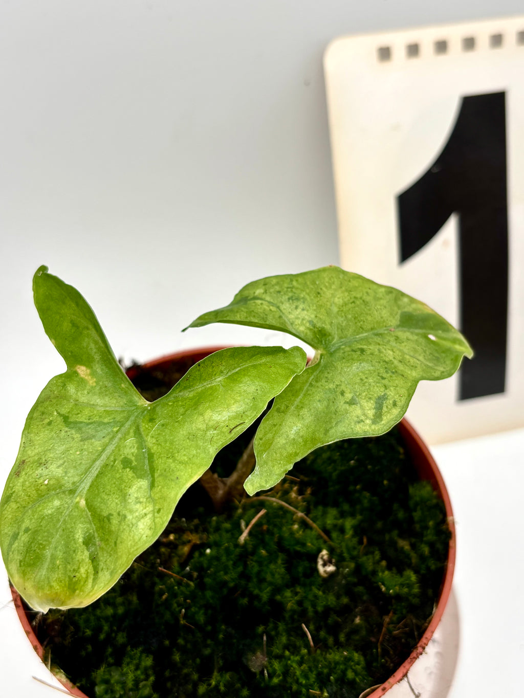 Alocasia Batwing Variegata - Exotic-Flowers