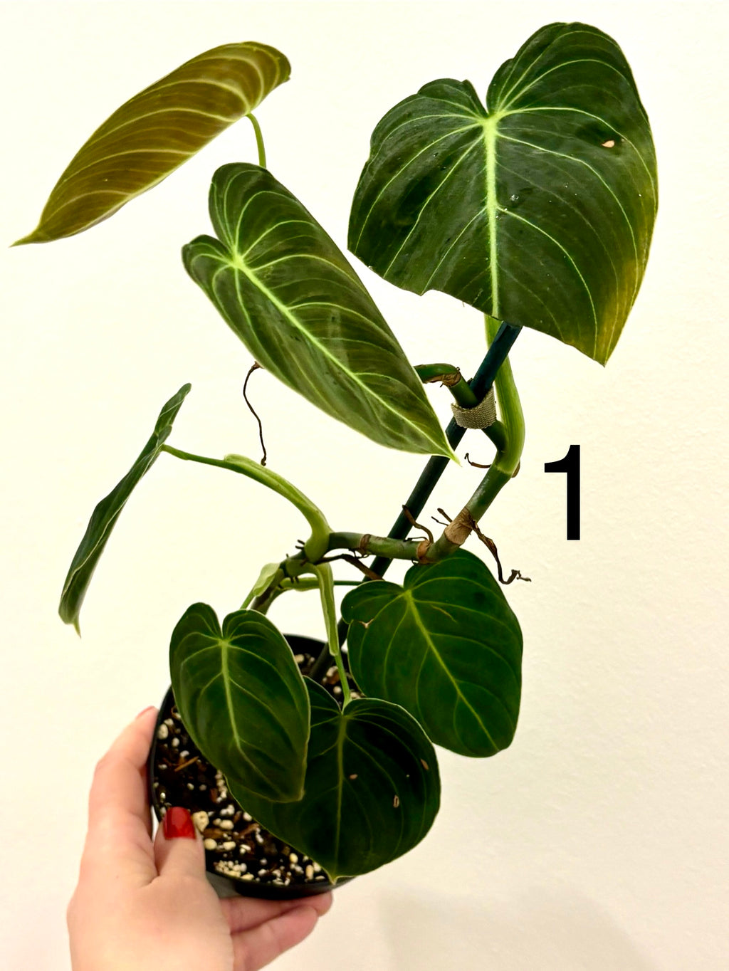 Philodendron Melanochrysum - Exotic-Flowers