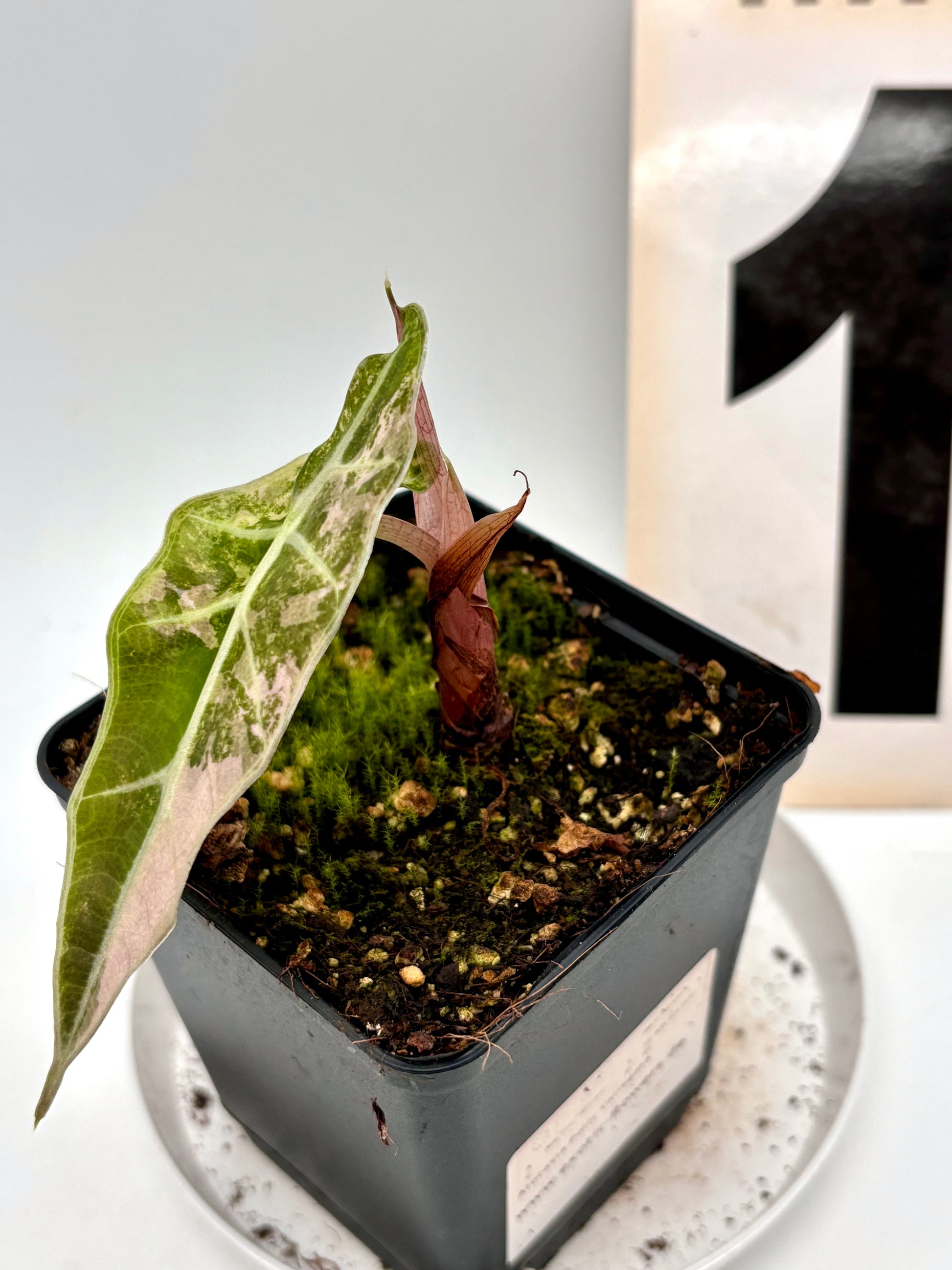 Alocasia Polly Variegata