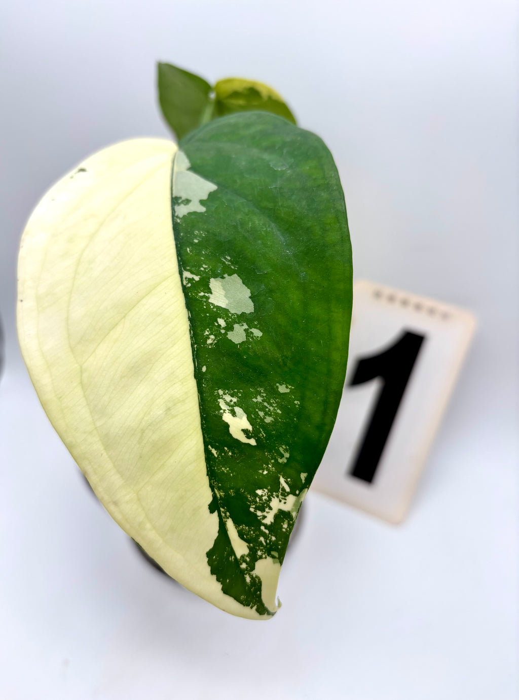 Syngonium Chiapense Variegata