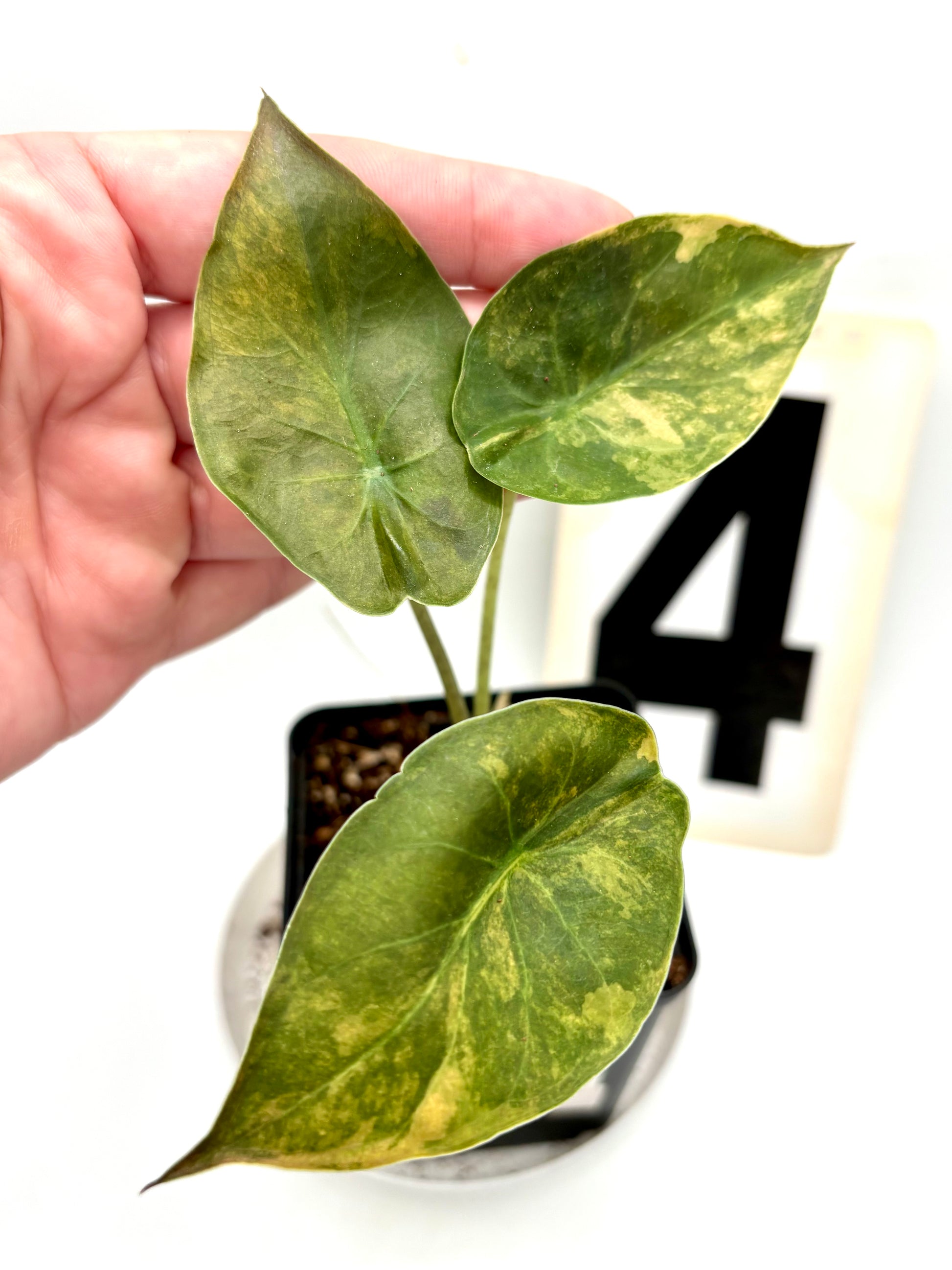 Alocasia Wentii (Sunset) Variegata