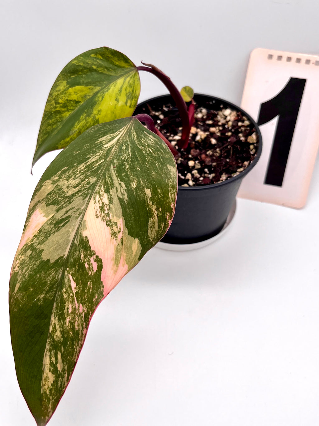 Philodendron Strawberry Shake