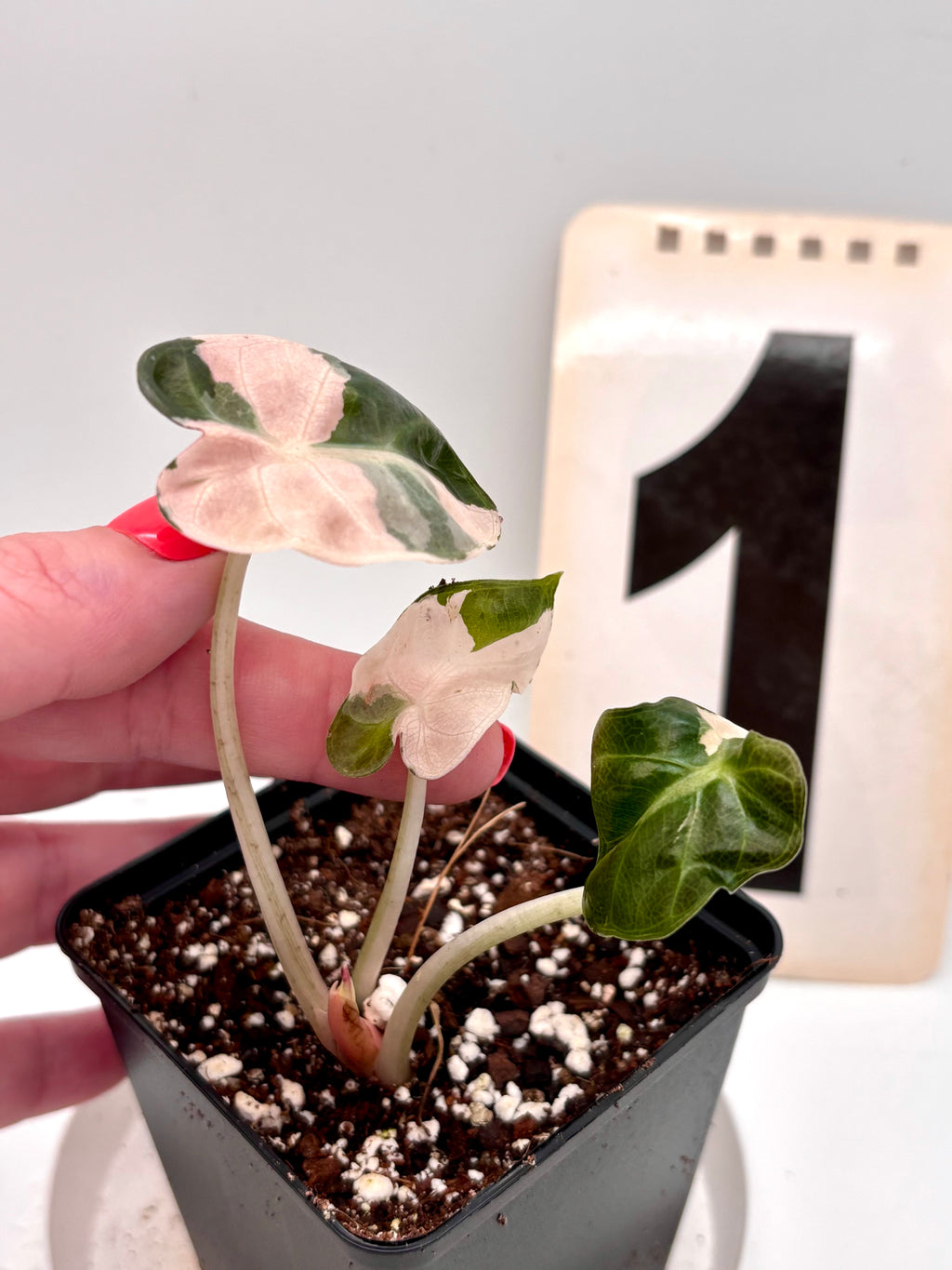 Alocasia Balloon Heart Variegata