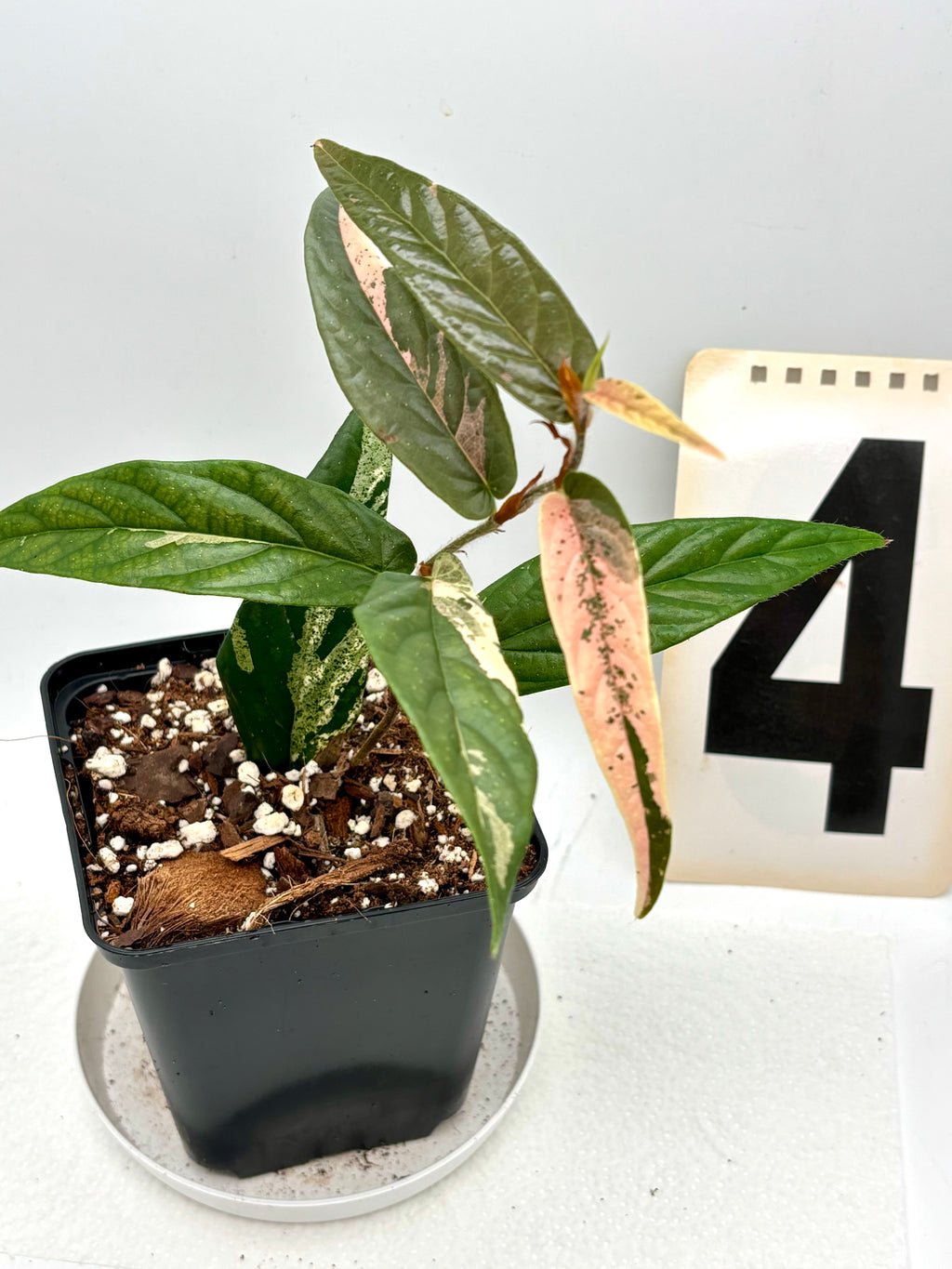 Ficus Sagittata Pink Variegata Pflanze mit grünen und rosa-weiß variierten Blättern, Indoor-Dekoration, Exotic-Flowers.