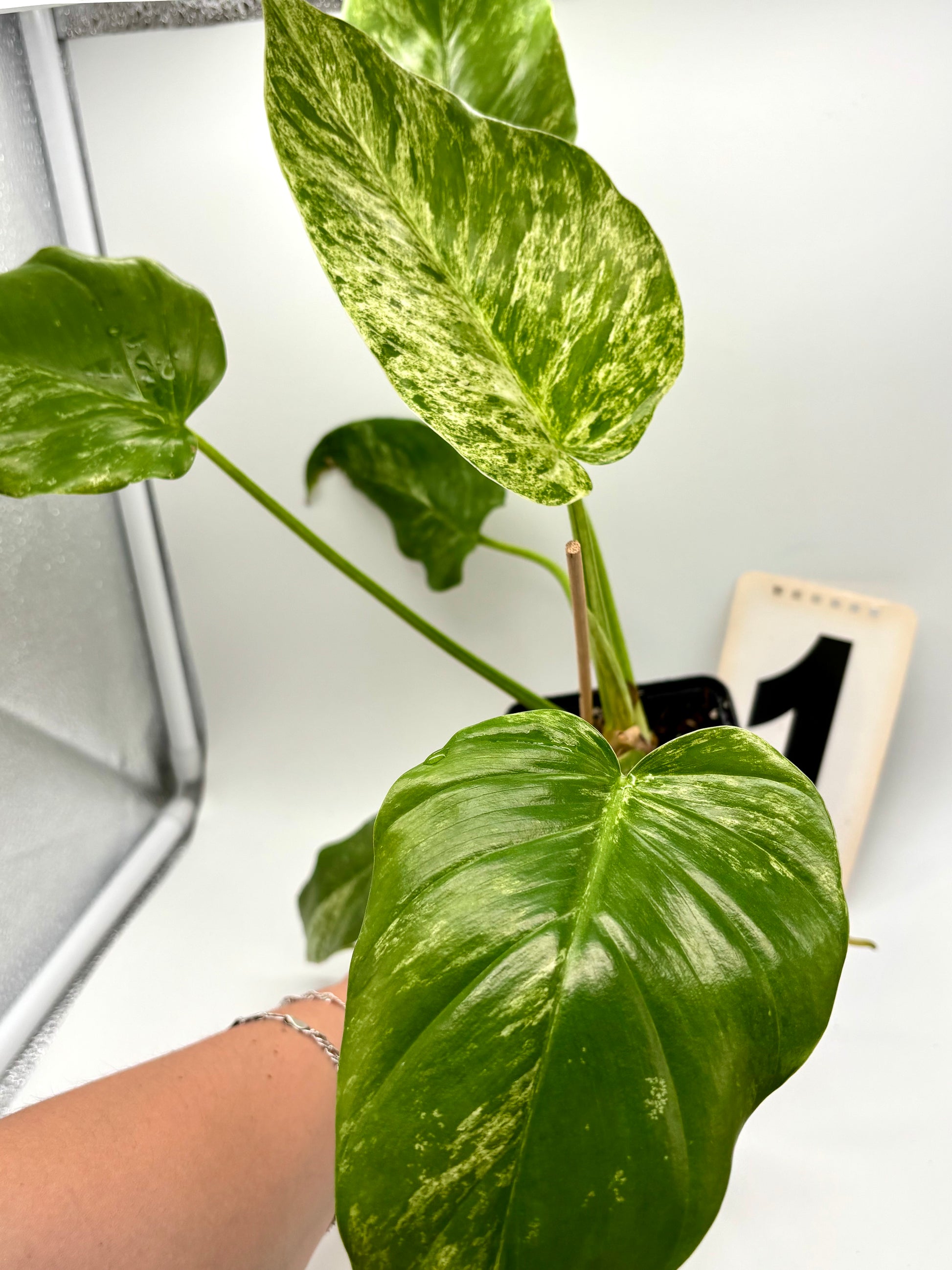 Philodendron Giganteum Variegata