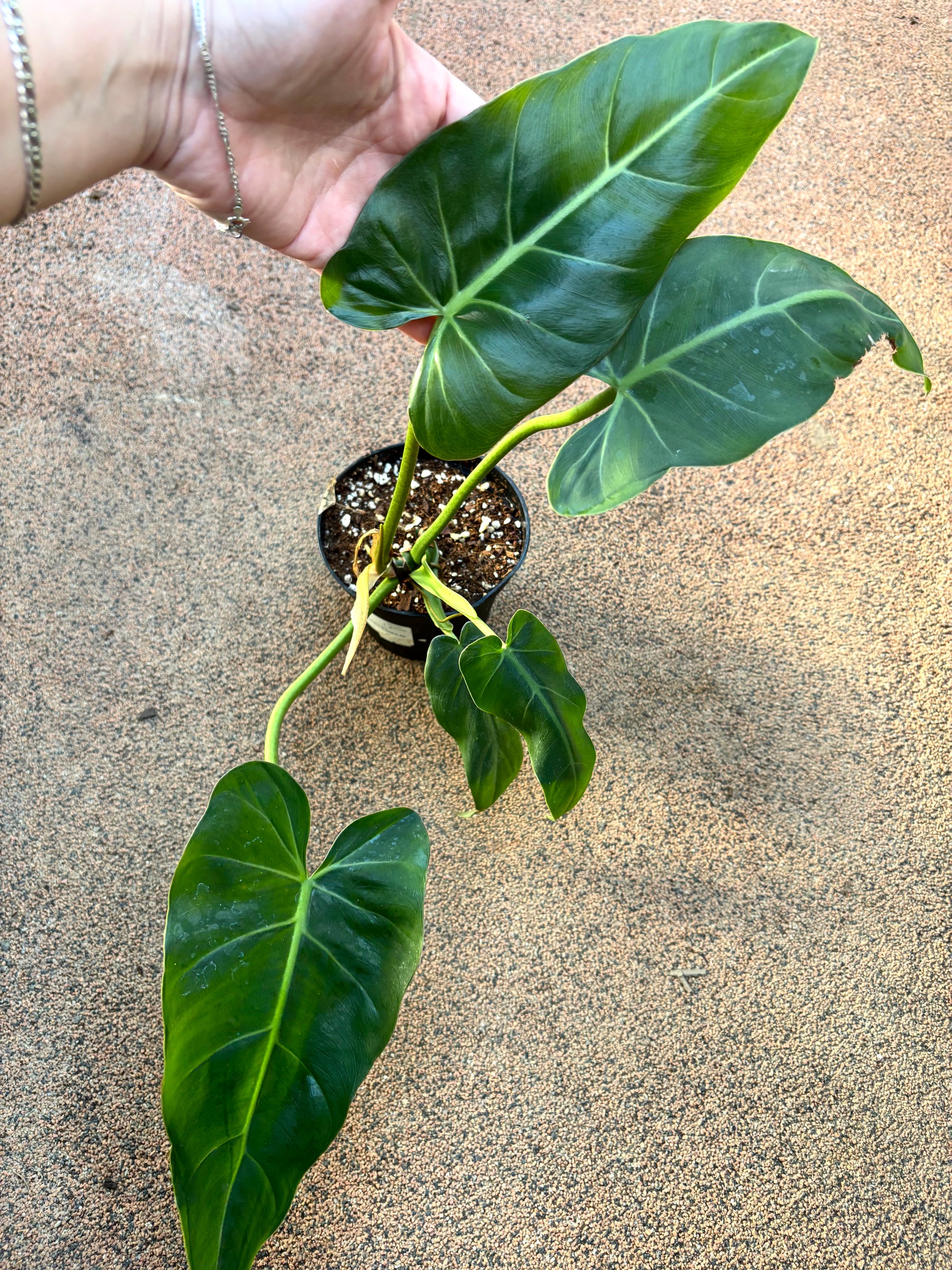 Philodendron Maximum - Exotic-Flowers