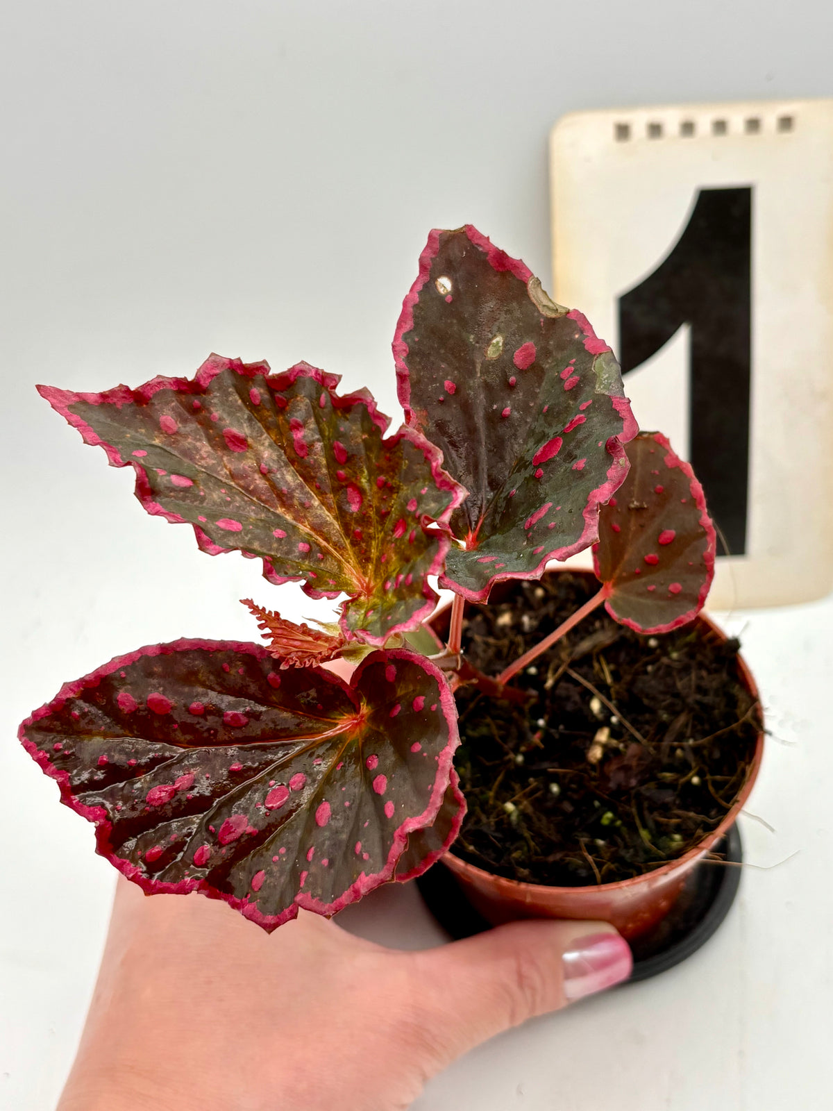 Bengonia Medusa Pflanze mit üppigen, grünen Blättern und auffälligen, rot-grünen Blüten, von Exotic-Flowers