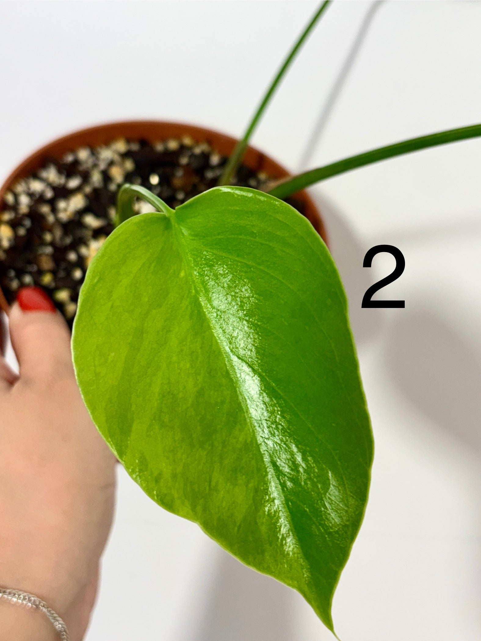 Monstera Aurea Variegata