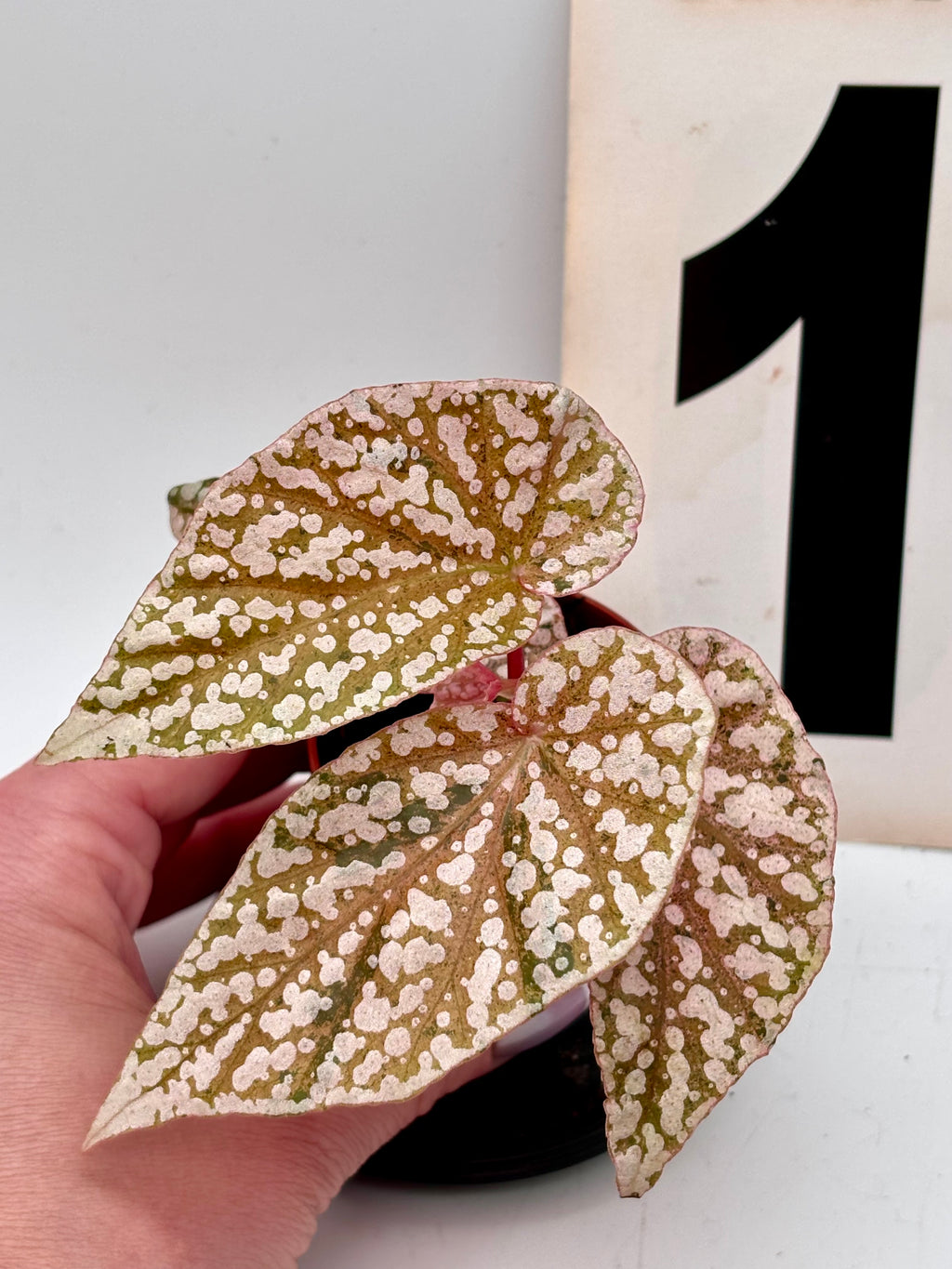Verschiedene Begonia Snowcap Variegata mit weißen und grünen Blättern, im Topf, von Exotic-Flowers.