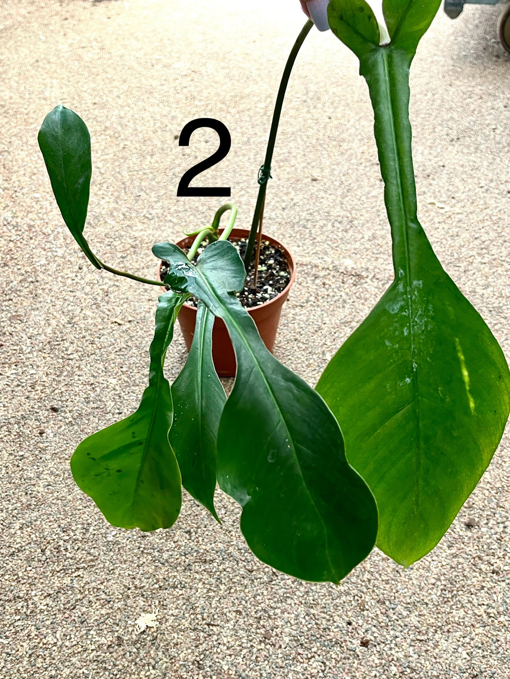 Philodendron Joepii