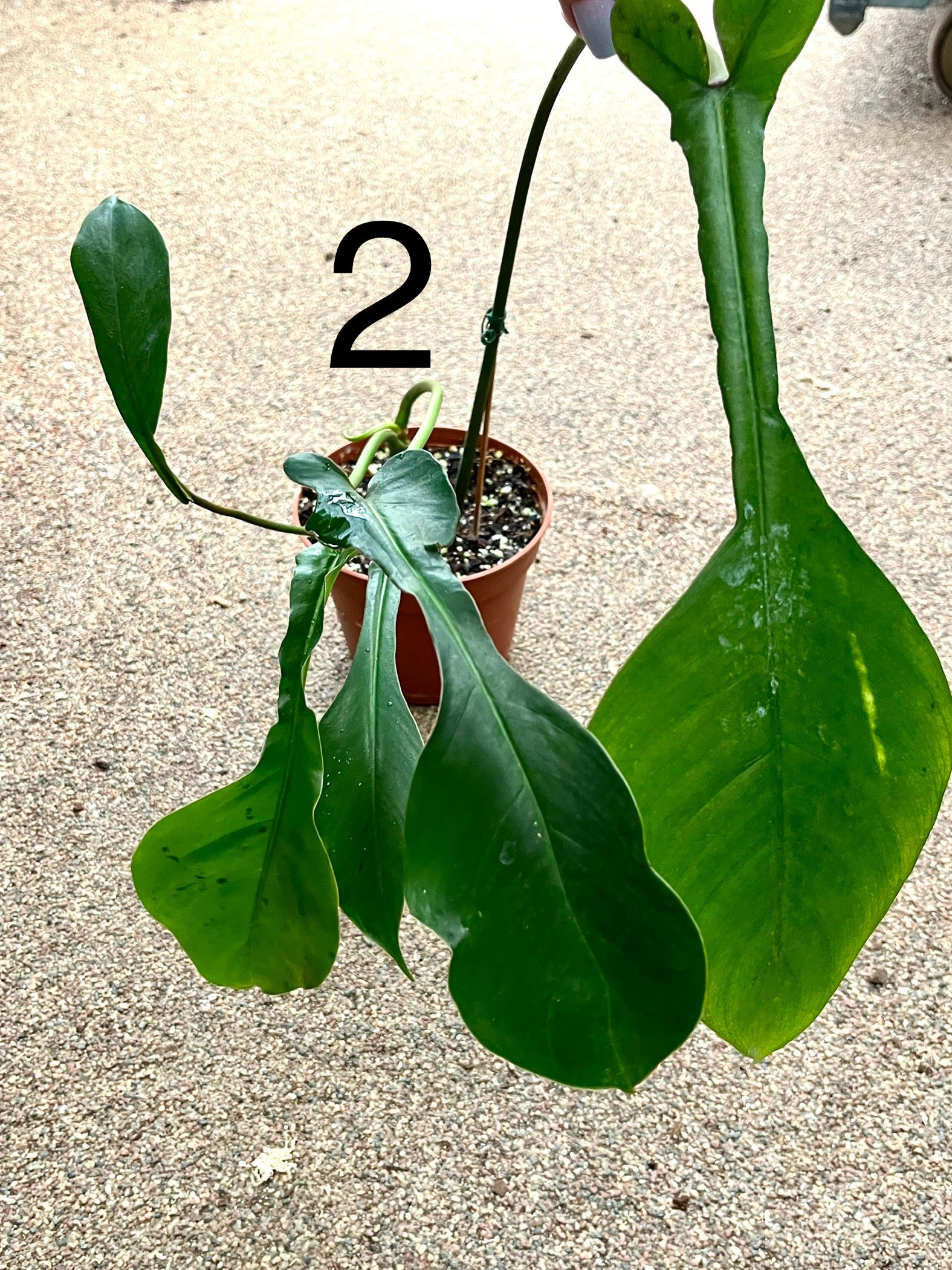 Philodendron Joepii