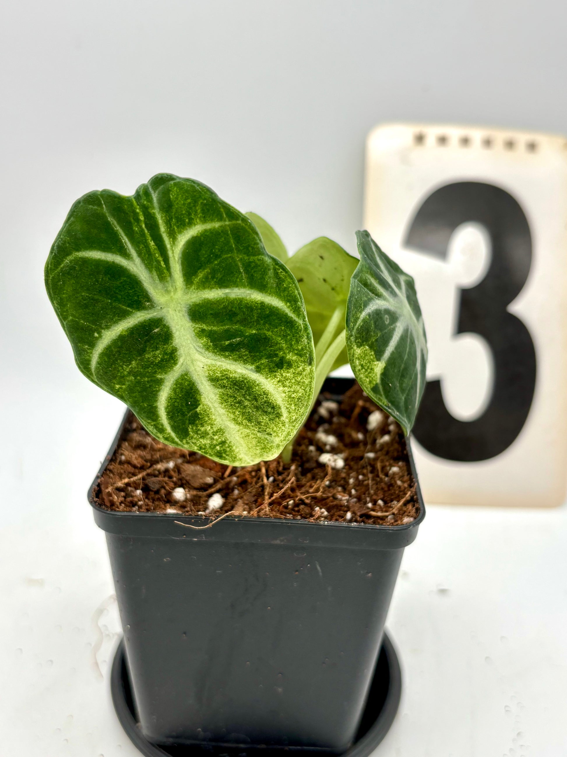 Alocasia Ninja Tricolor Variegata