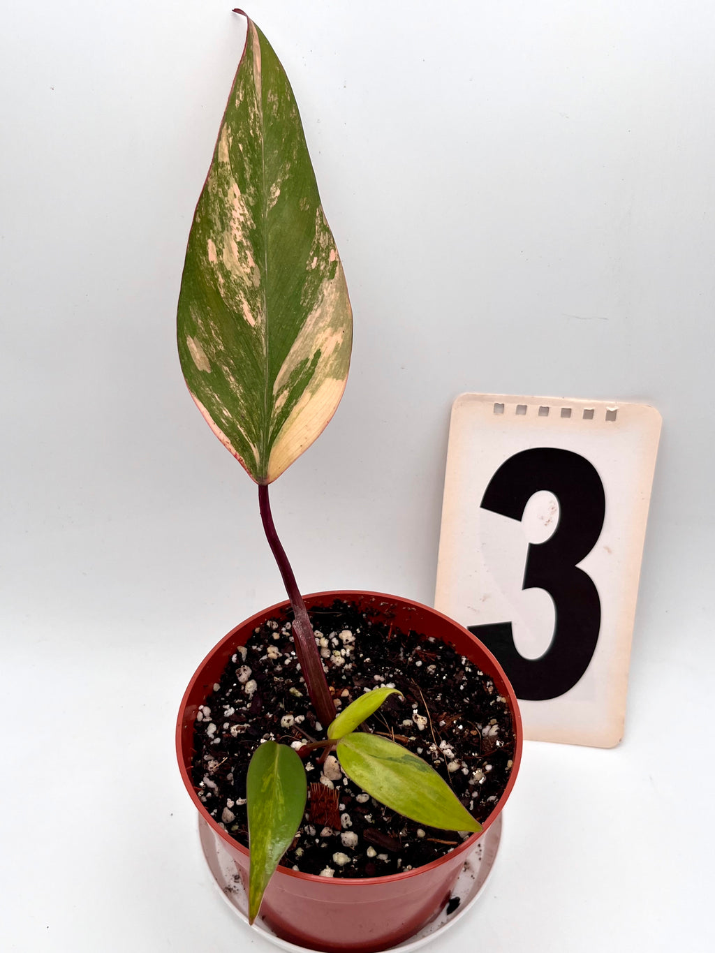 Philodendron Strawberry Shake