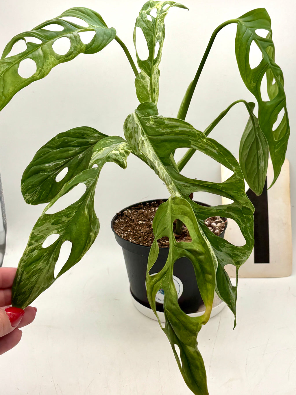 Grüne Monstera Adansonii Indonesian Marble Pflanze mit bunten, marmorierten Blättern, im Top in einem natürlichen Raum.