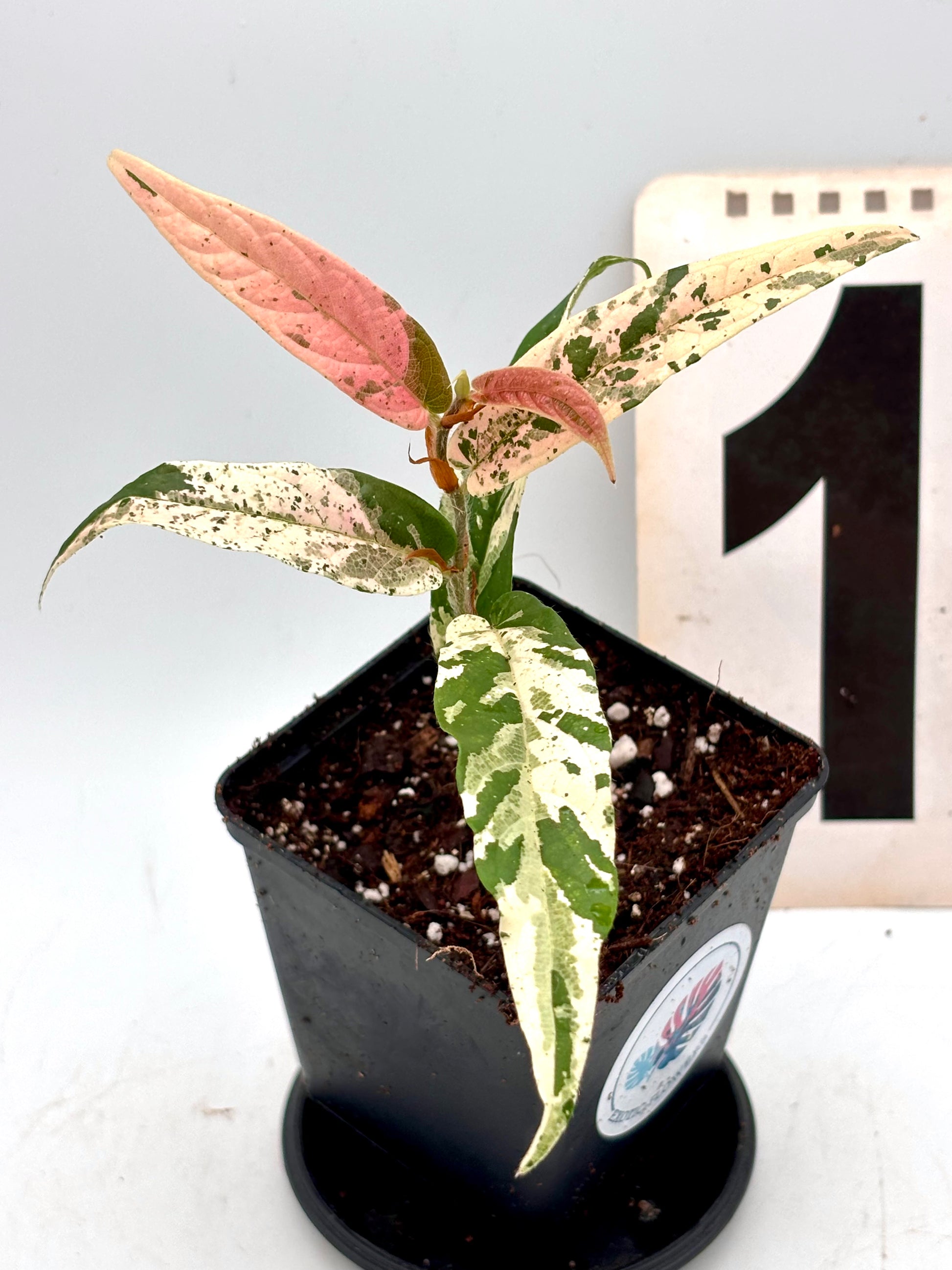 Ficus Sagittata Pink Variegata