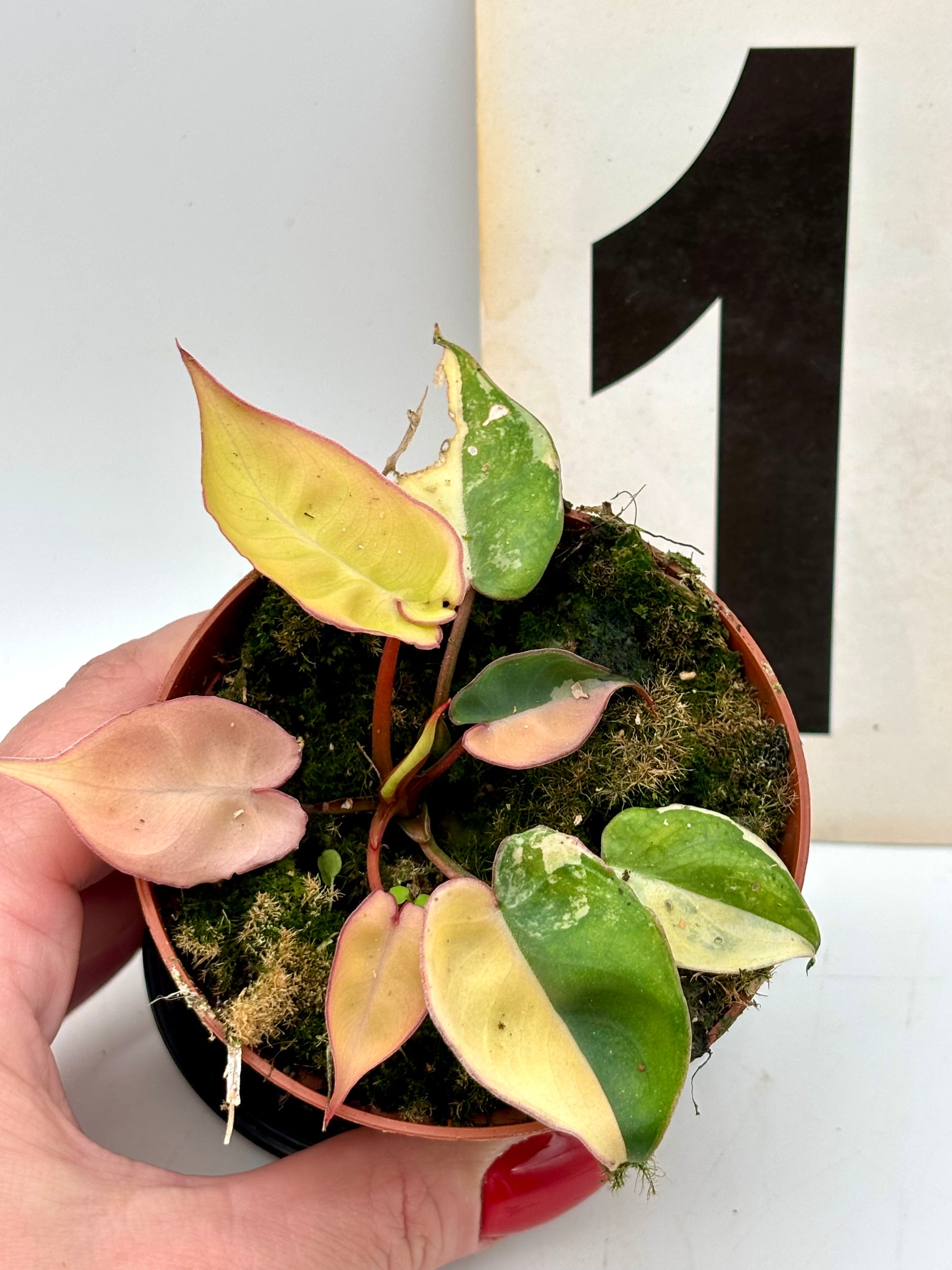 Variegierter Philodendron Billietiae von Exotic-Flowers mit grünen und weißen Blättern, Pflanze in Topf, Nahaufnahme