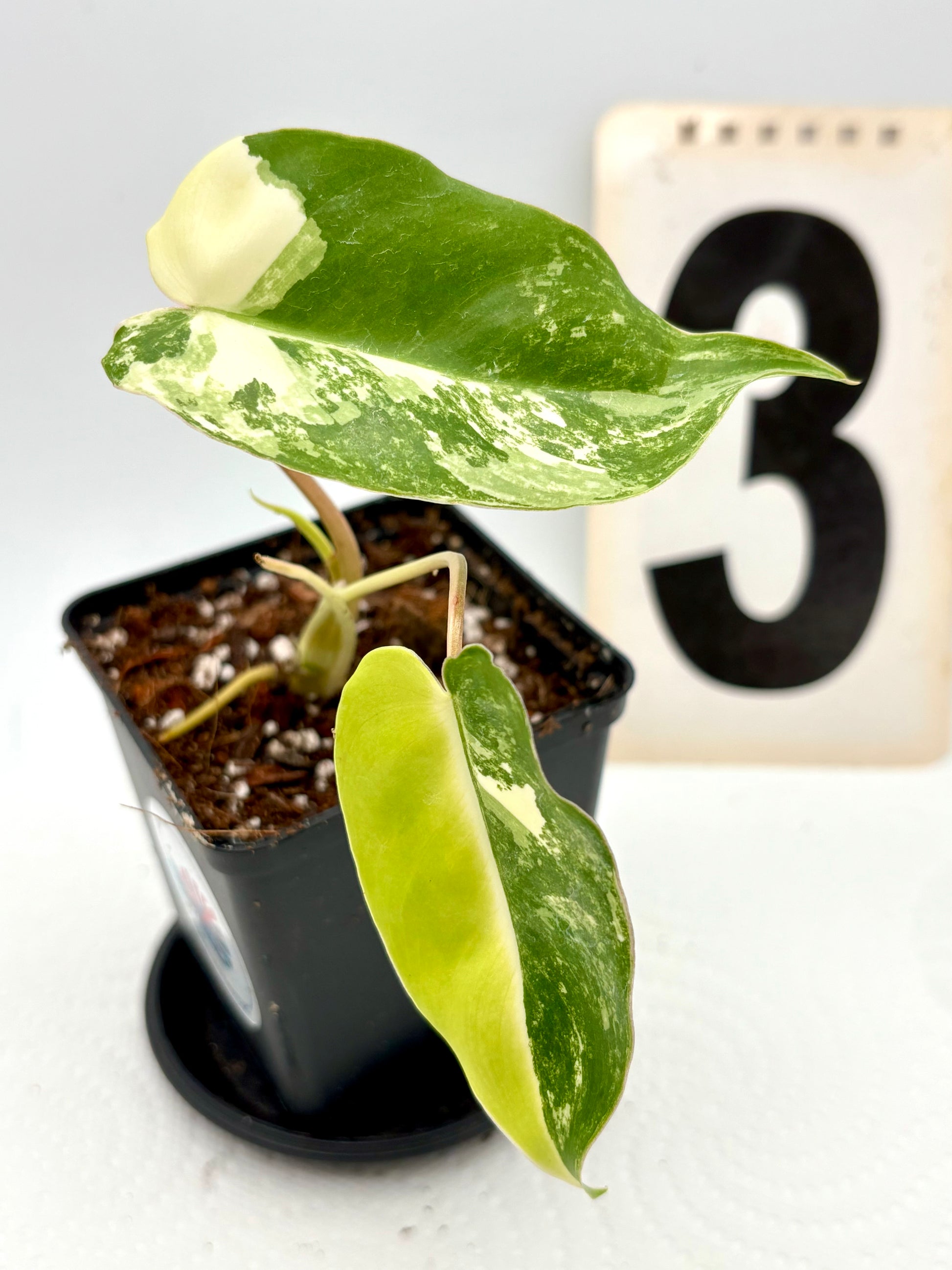 Philodendron Burle Marx Variegata
