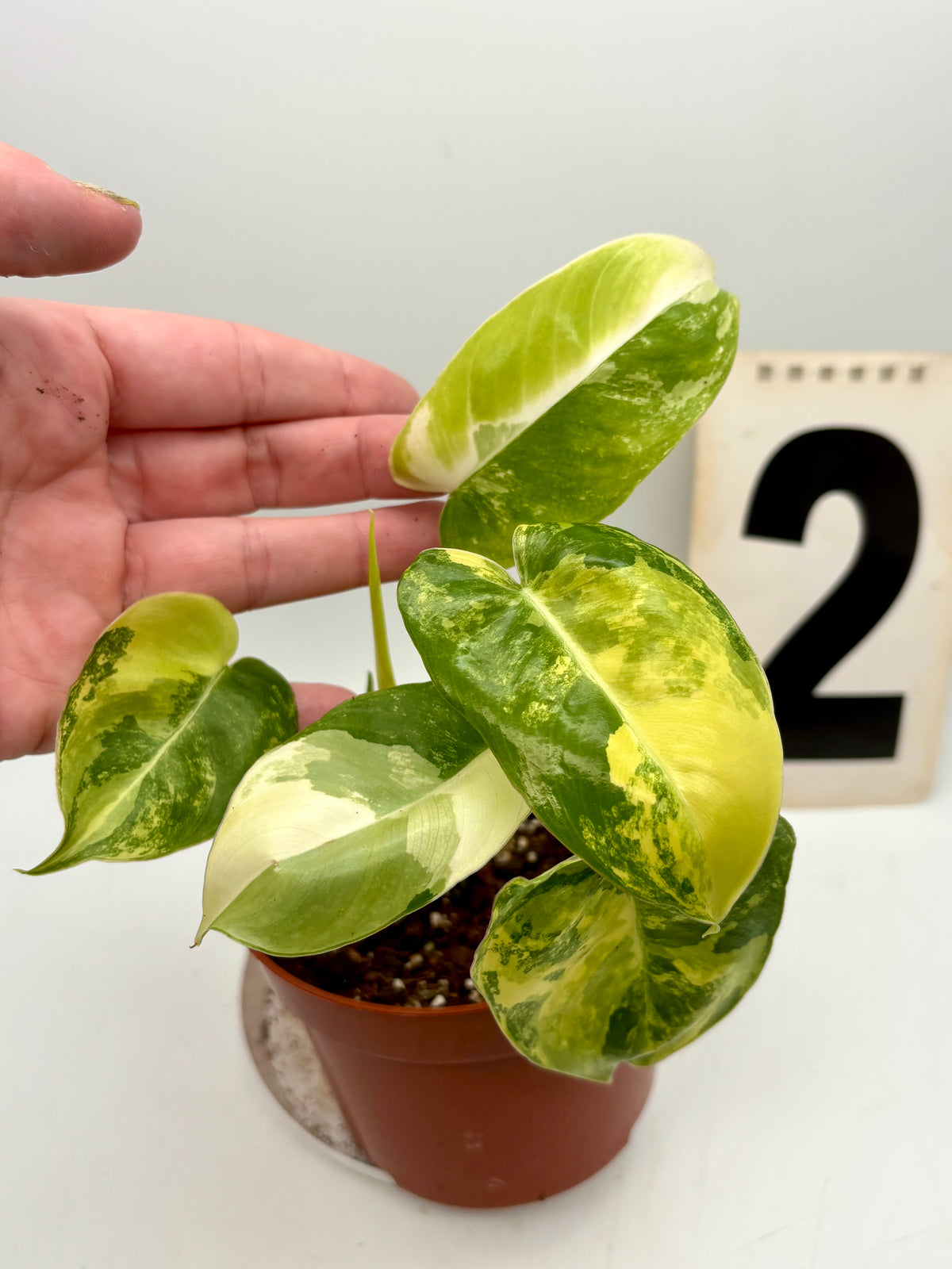 Philodendron Burle Marx Variegata
