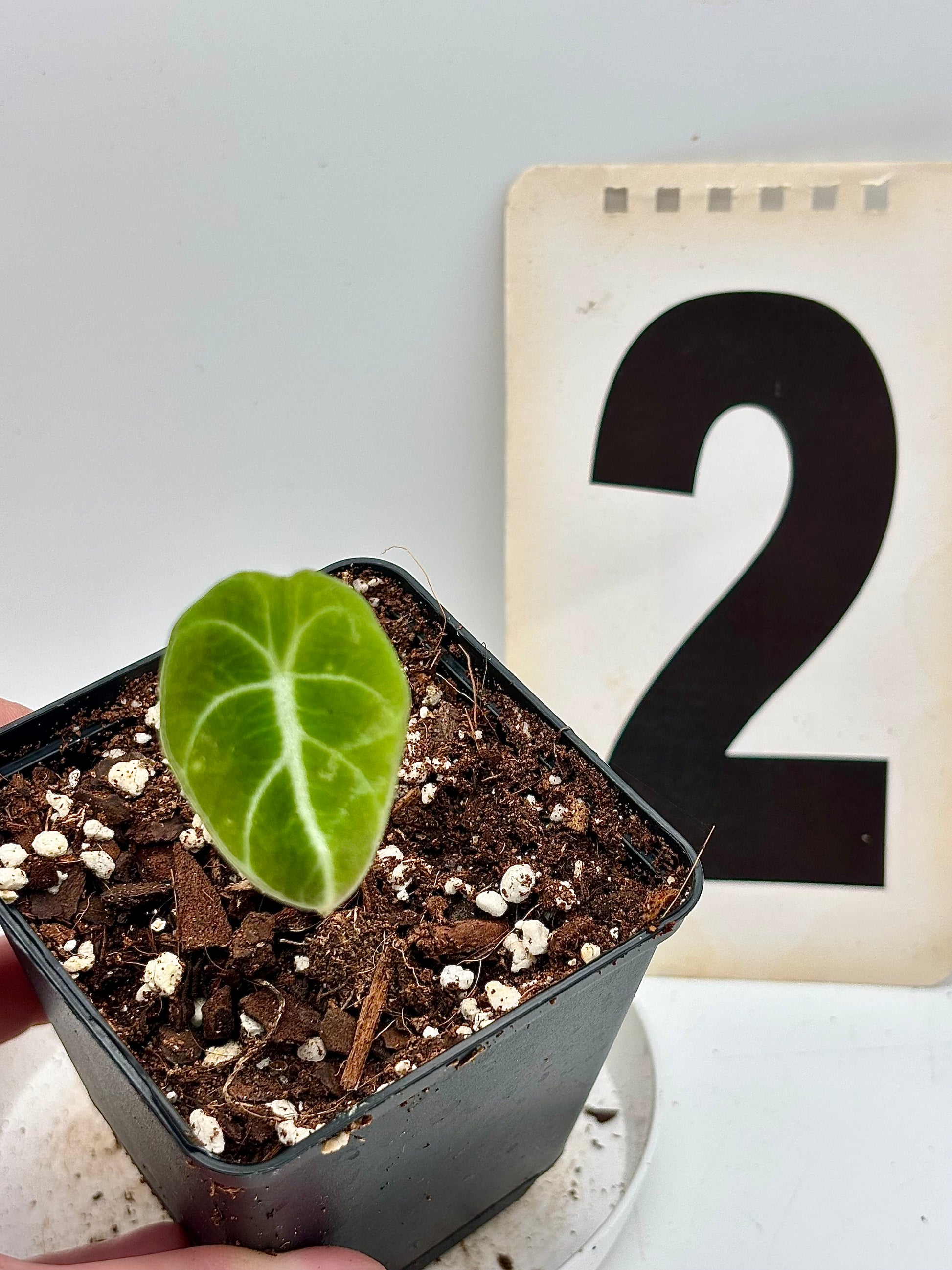 Alocasia Green Velvet - Exotic-Flowers