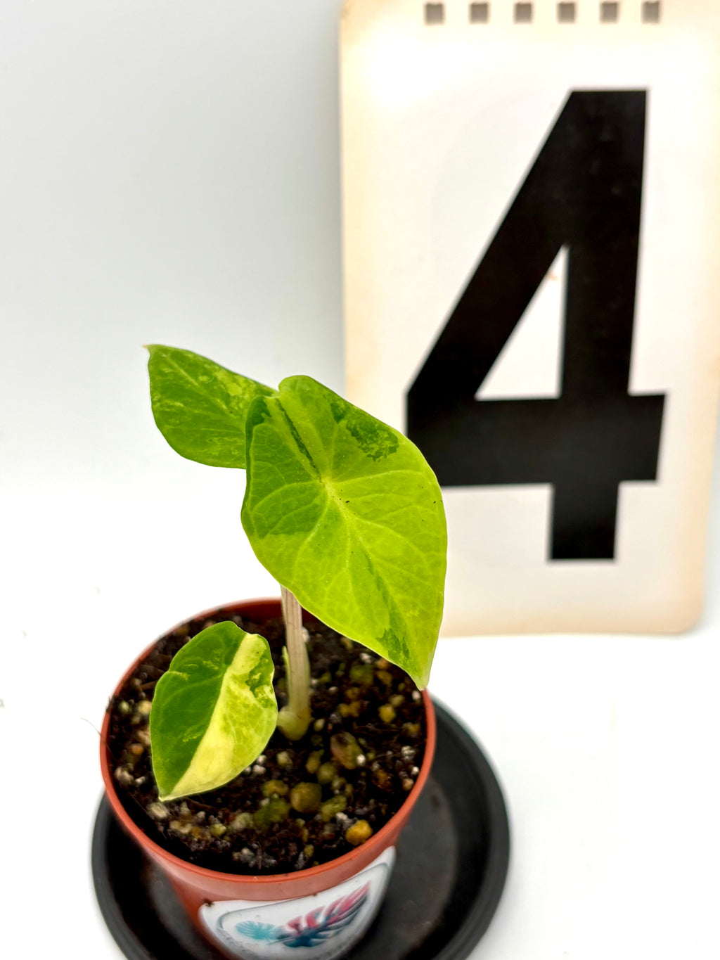 Variegierte Alocasia Scalprum Pflanze von Exotic-Flowers mit großen, gemusterten Blättern