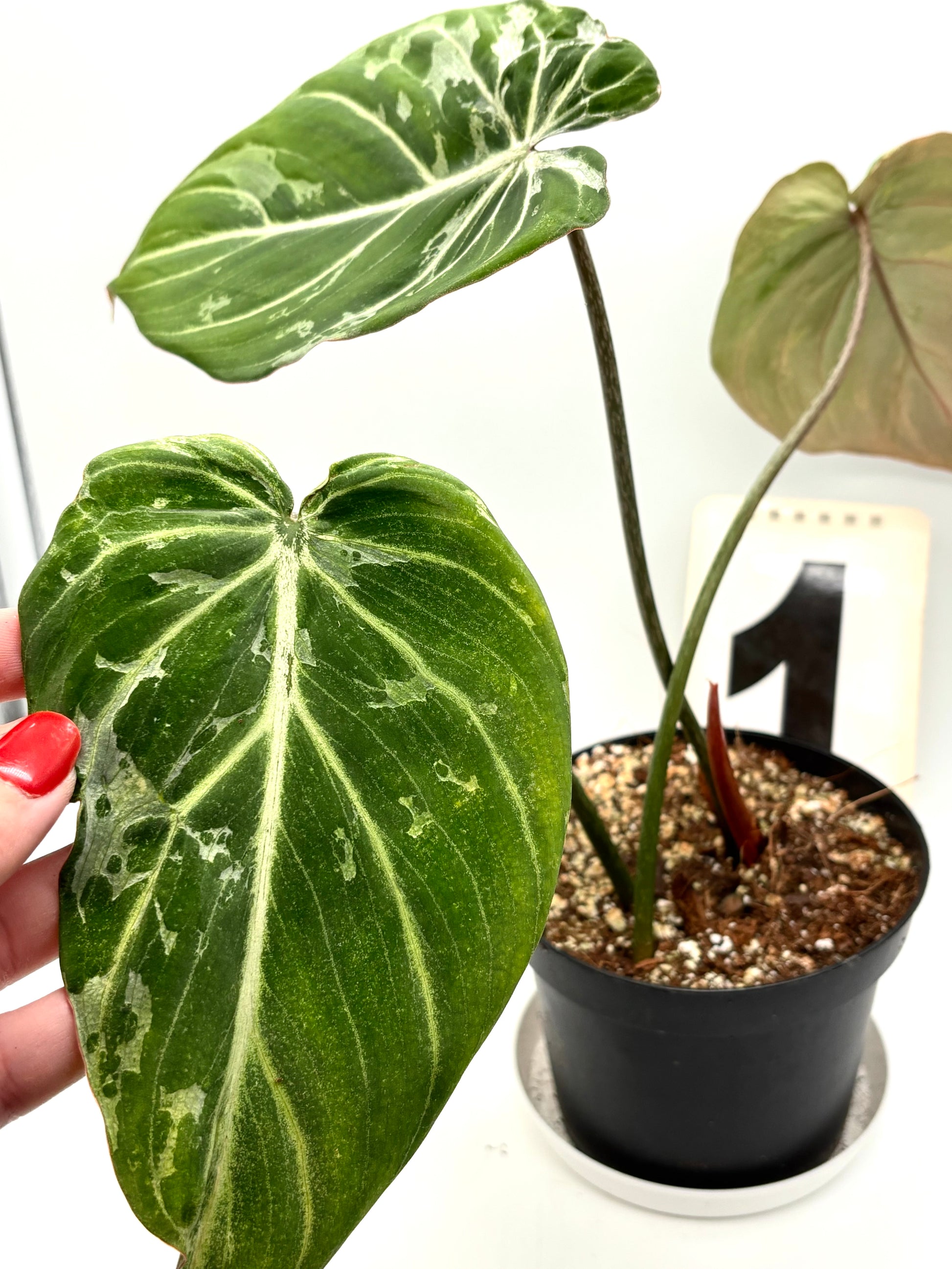 Philodendron Gloriosum Variegata / Snow Leopard