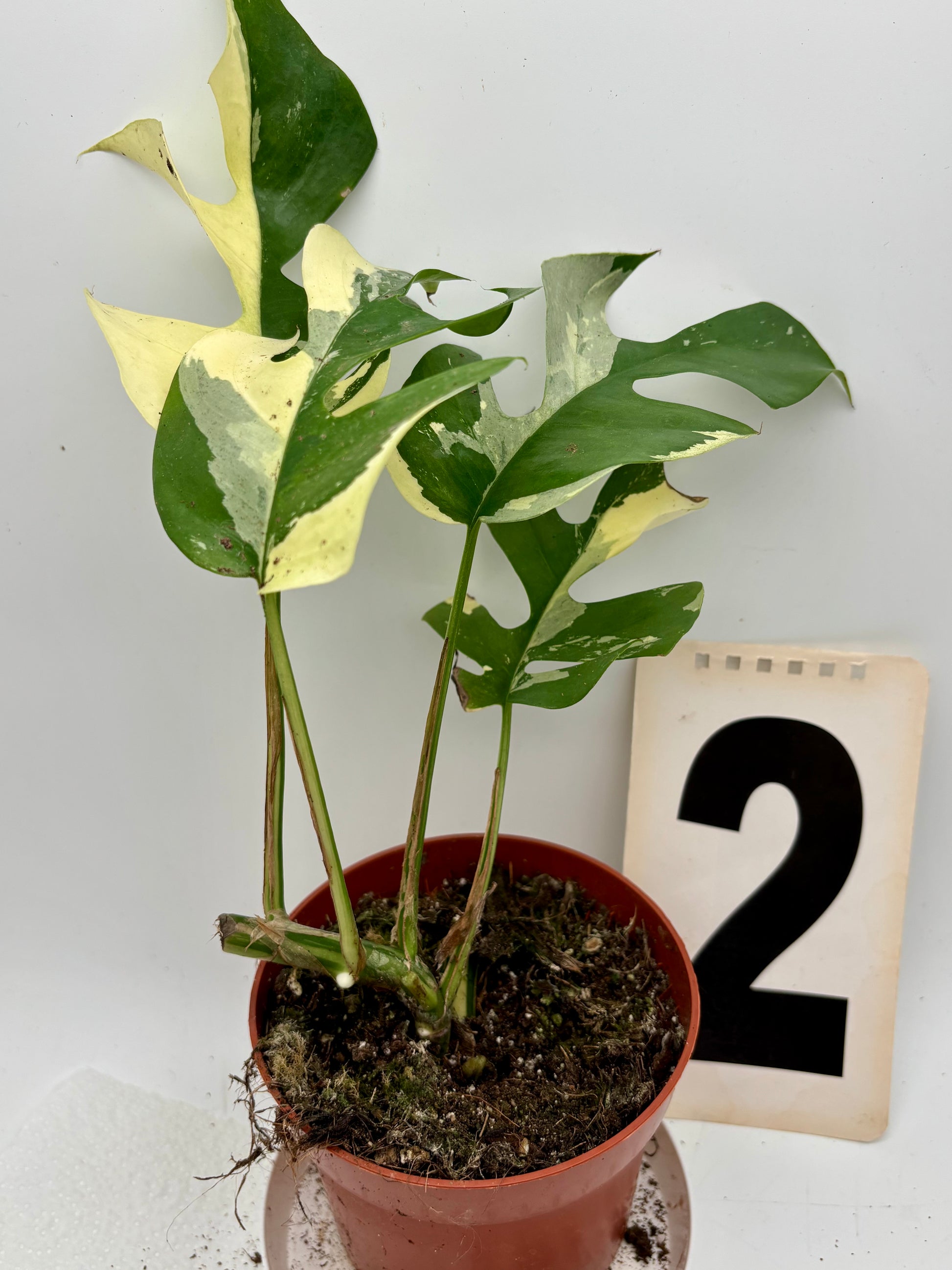 Rhaphidophora Tetrasperma Albo Variegata, Monstera Minima, Zimmerpflanze mit grünen und weißen Blättern, im Top.