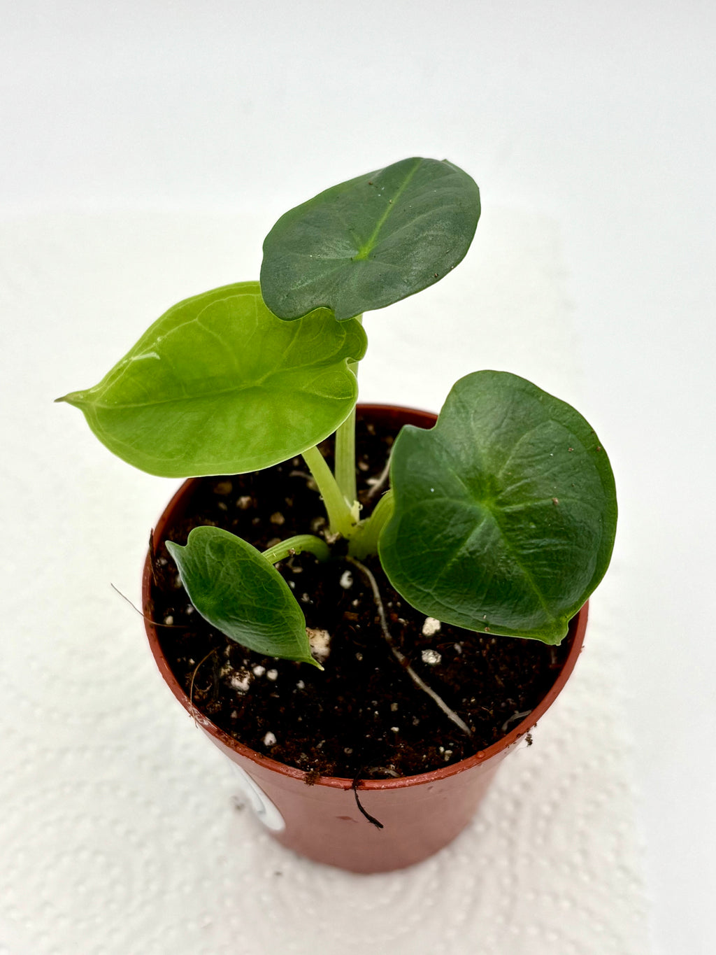 Alocasia Chaii