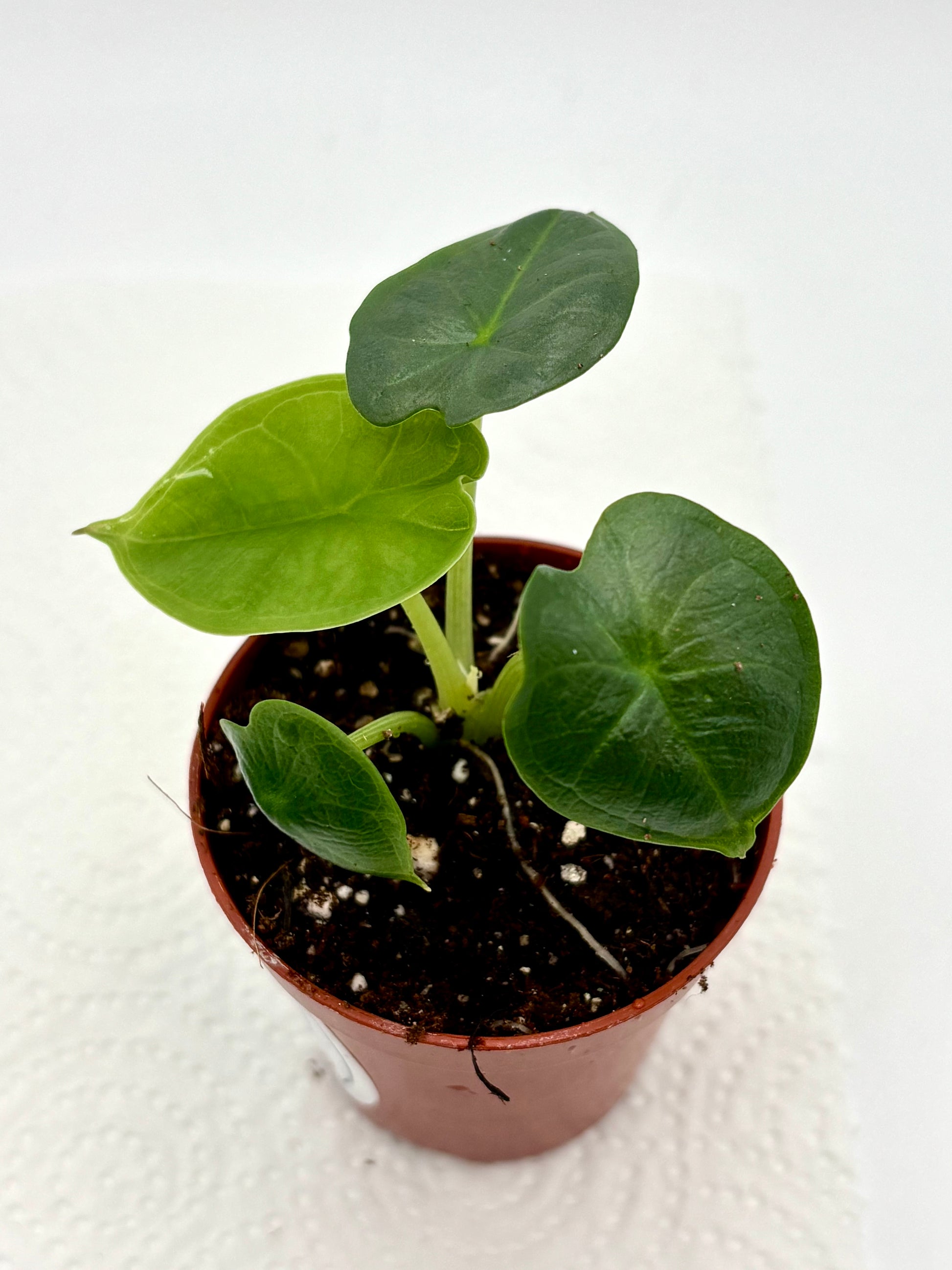 Alocasia Chaii