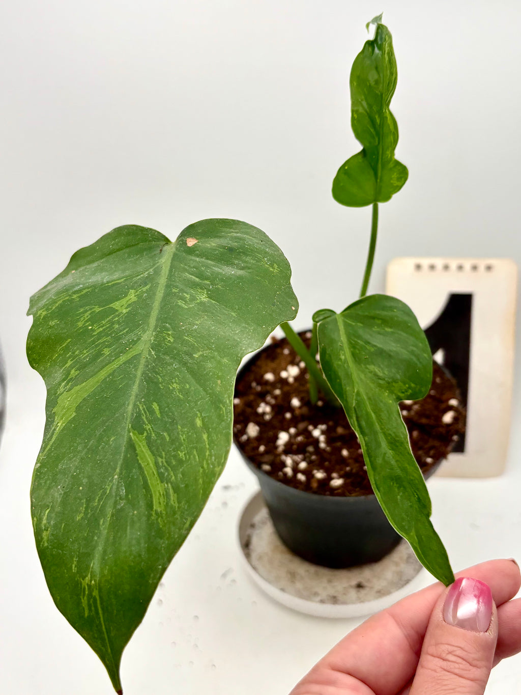 Exotic-Flowers Philodendron Golden Dragon Lime Fiddle Pflanze mit grünen und goldenen Blättern, dekorativ und lebendig.