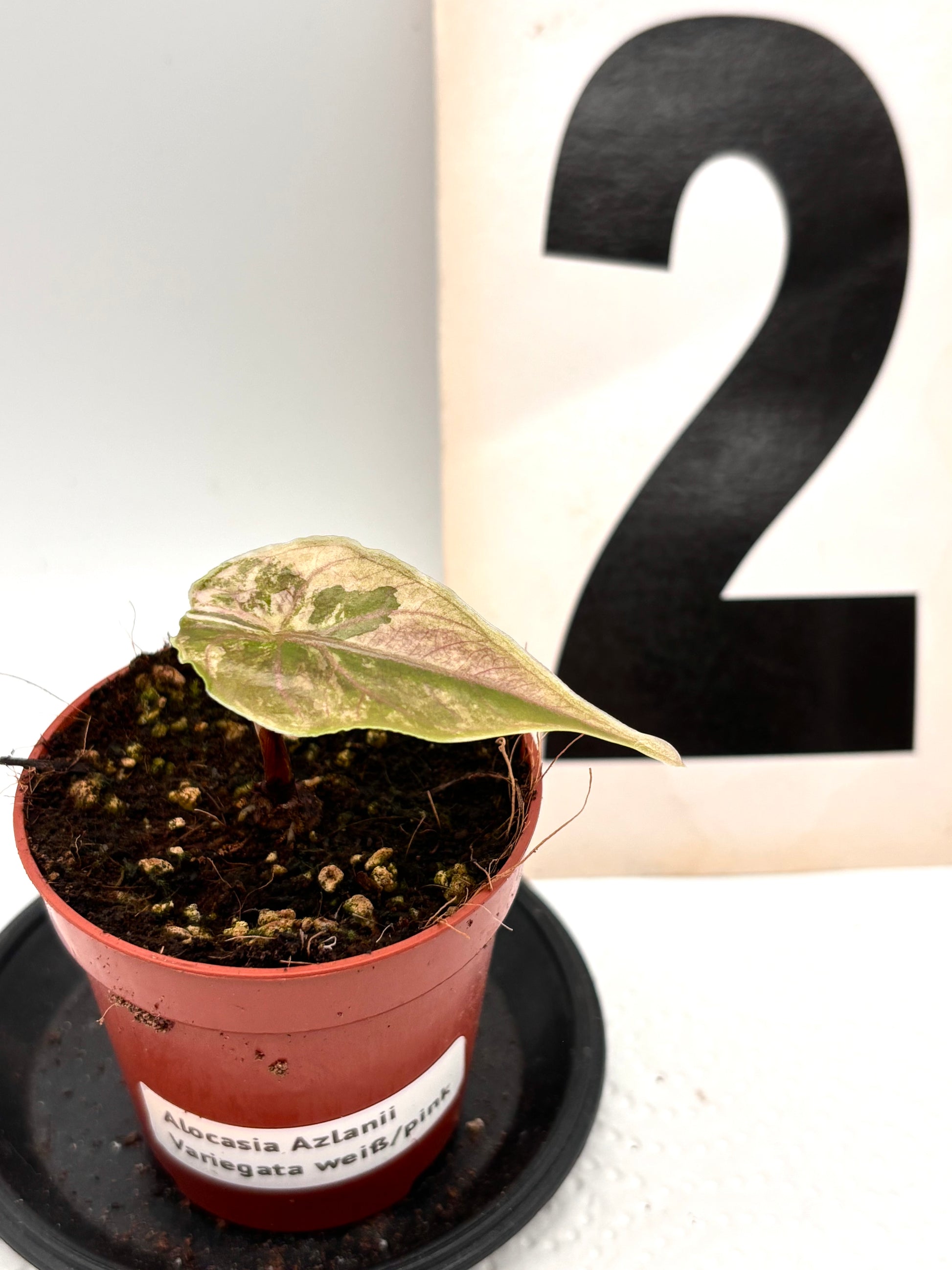 Alocasia Azlanii Variegata