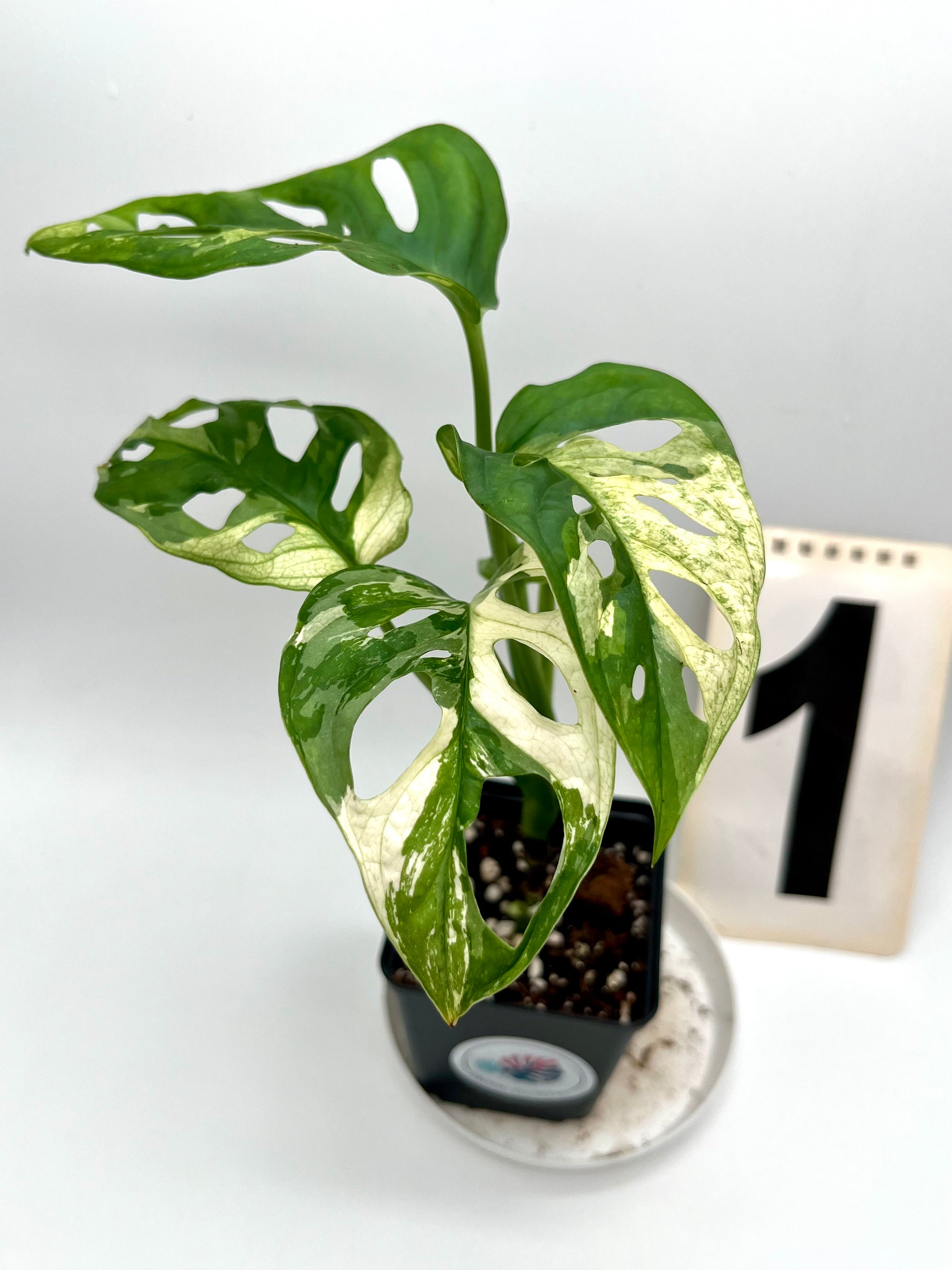 Monstera Adansonii Variegata