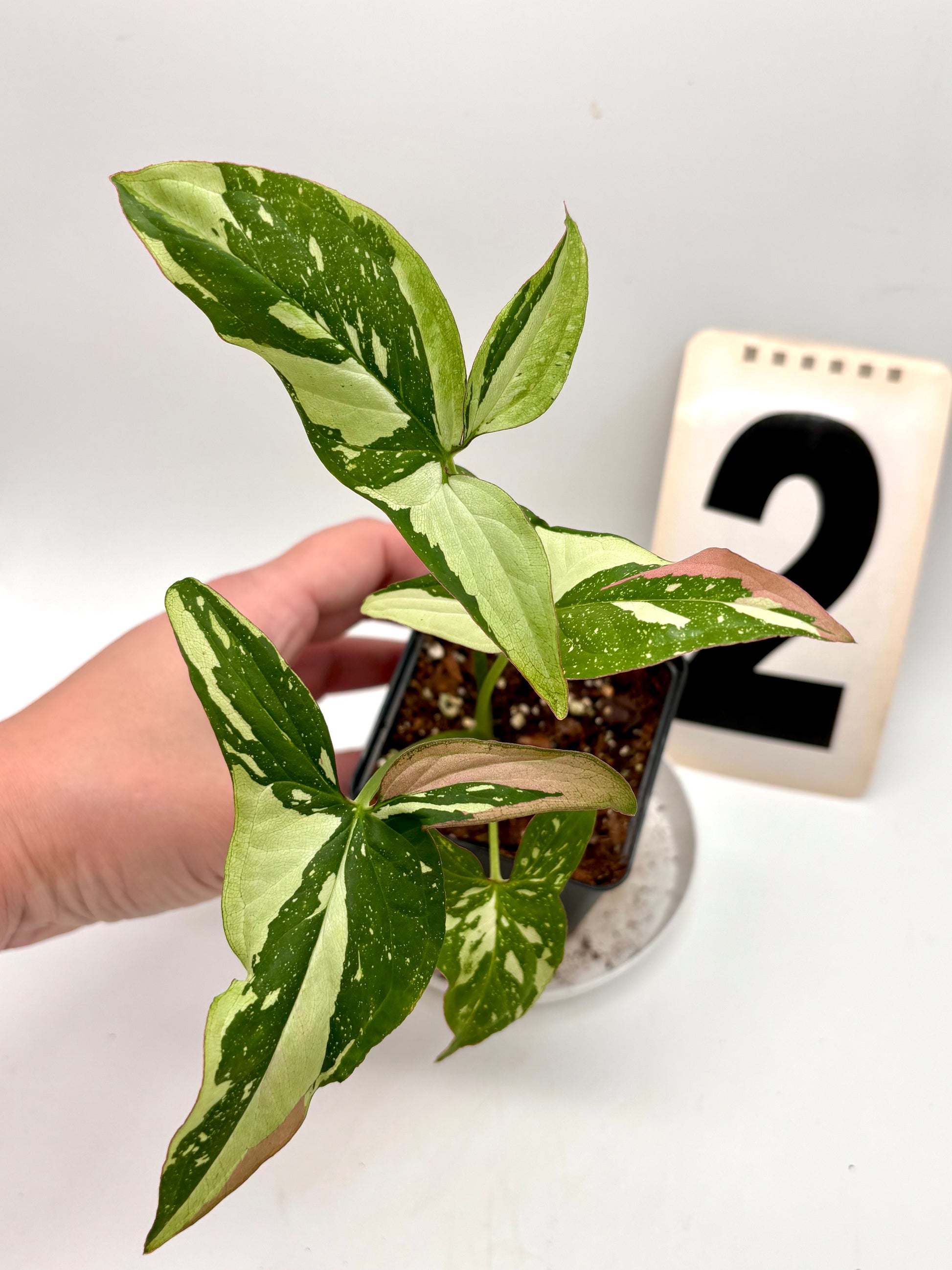Syngonium Red Spot Tricolor