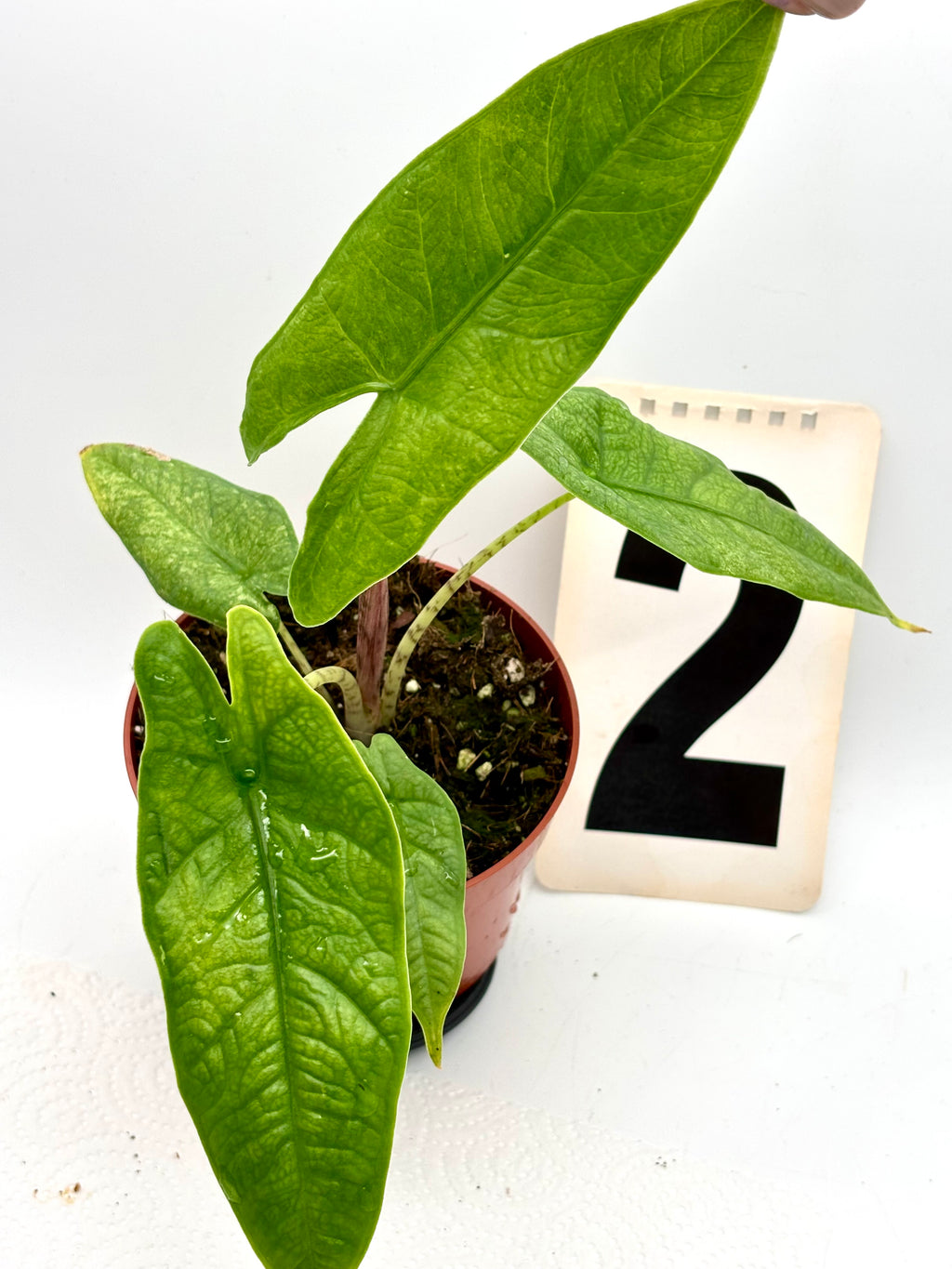 Alocasia Carpet sp Sulawesi Variegata von Exotic-Flowers, grüne Pflanze mit weißen variegierten Blättern, Nahaufnahme