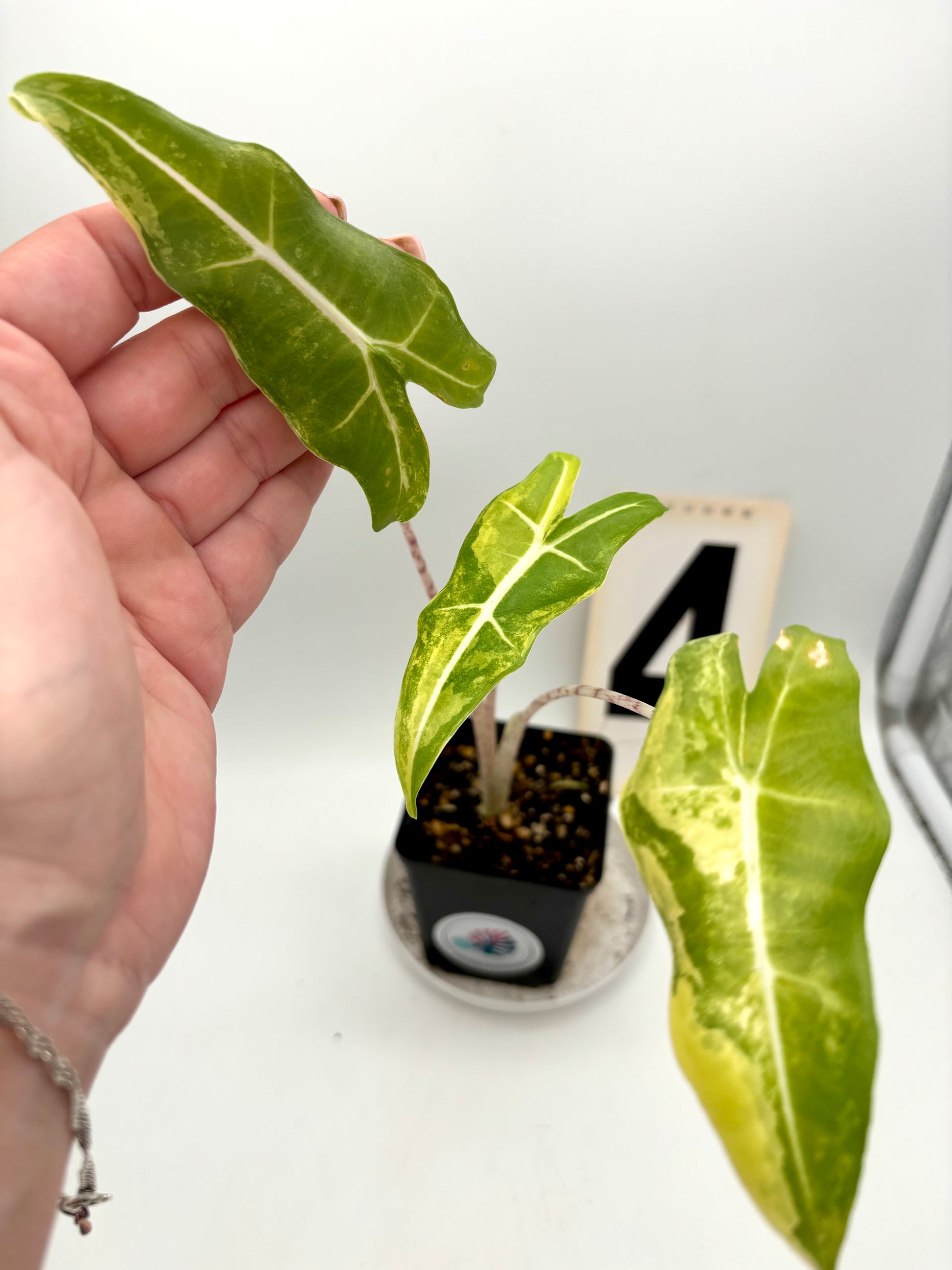 Alocasia Sarian Aurea Variegata
