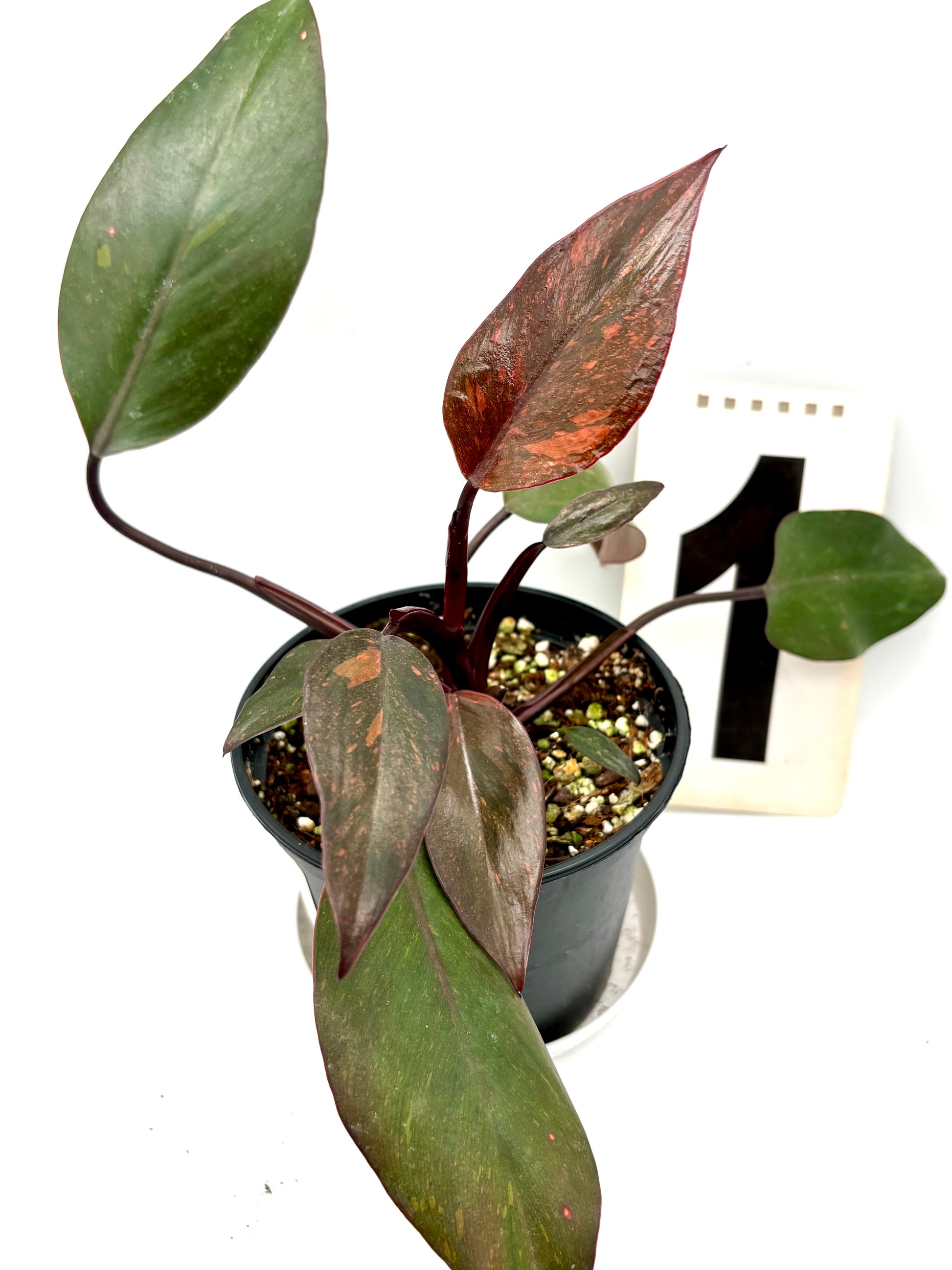 Philodendron Orange Princess - Exotic-Flowers