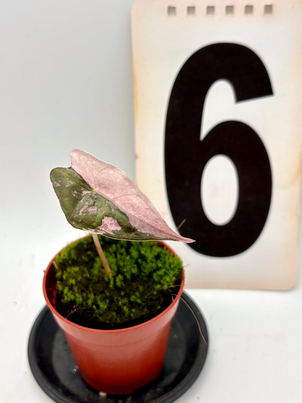 Alocasia Nobilis Variegata