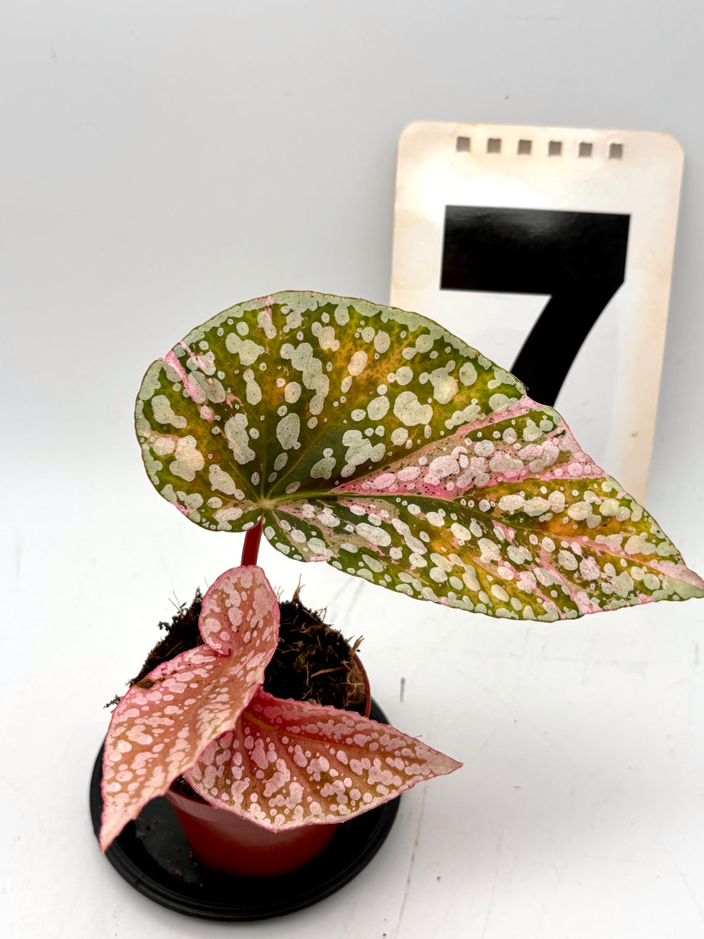 Schneeball-Begonie Snowcap Variegata von Exotic-Flowers mit weißen und grünen, variierten Blättern.