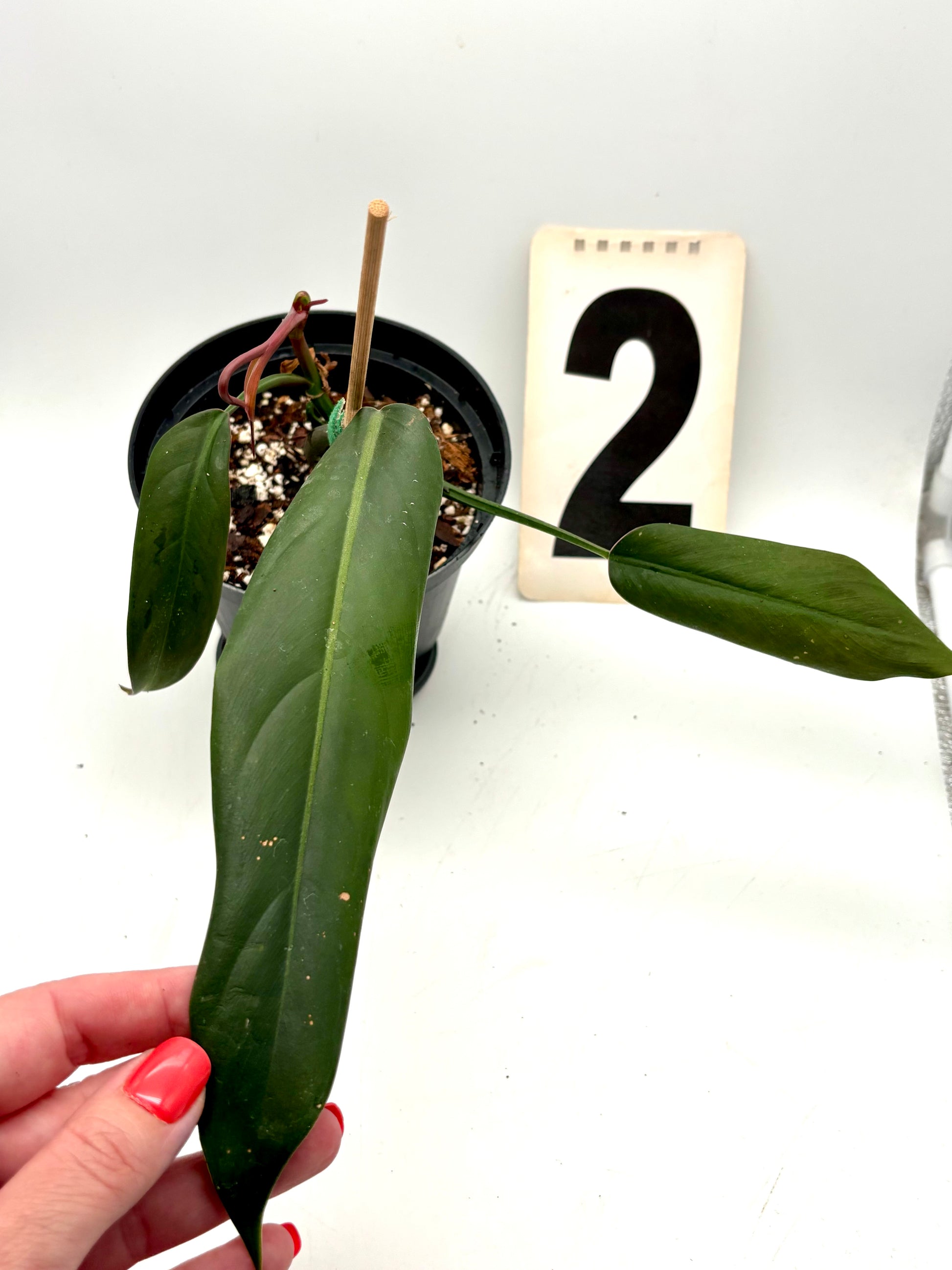 Philodendron Bicolor Pflanze von Exotic-Flowers mit grünen und weißen Blättern in Nahaufnahme