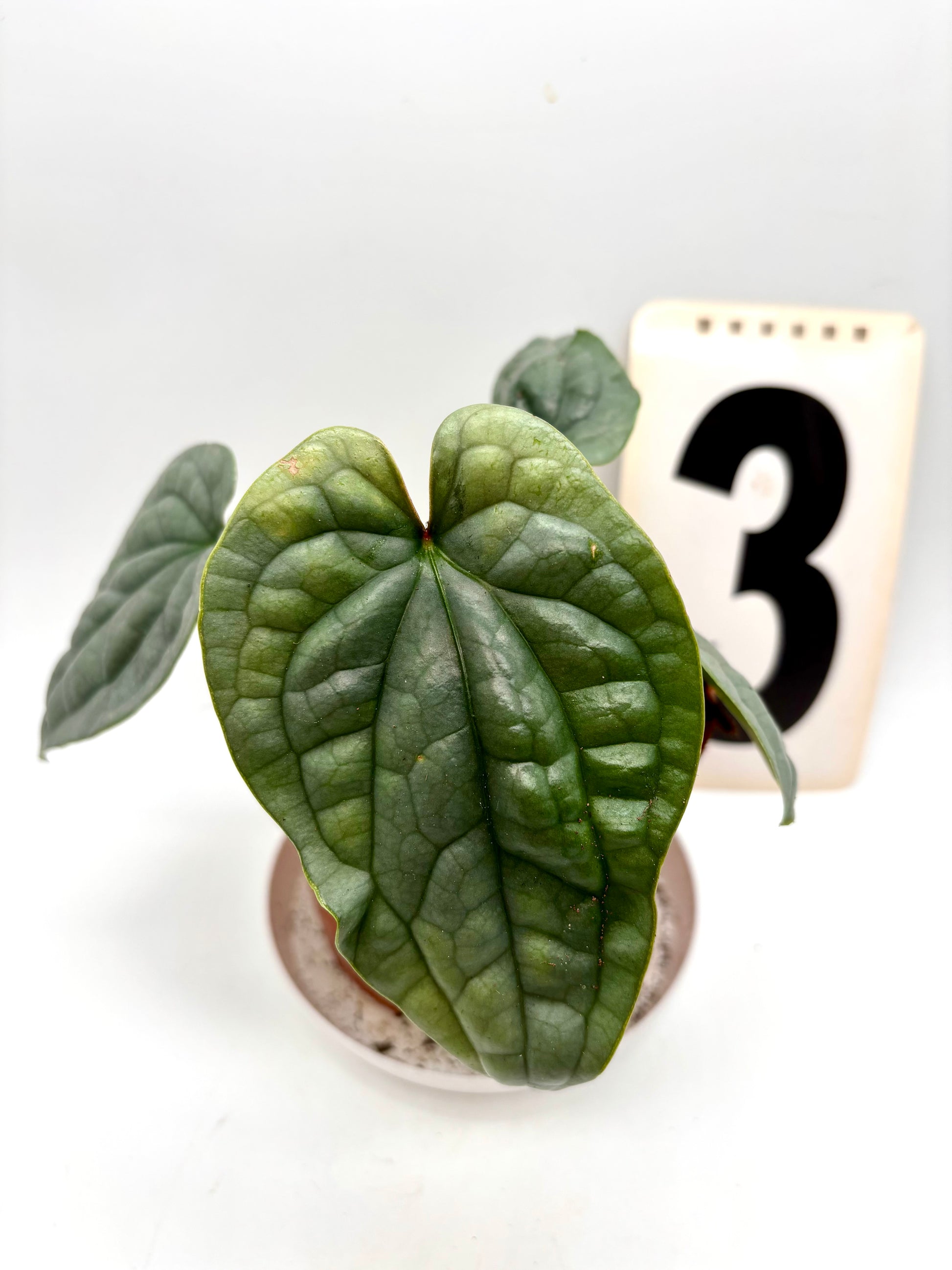 Anthurium Luxurians