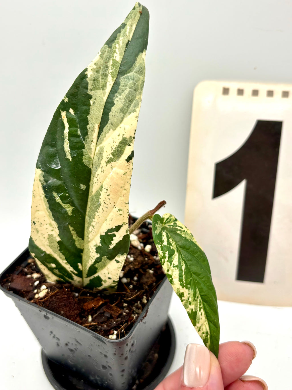 Ficus Sagittata Pink Variegata Pflanze von Exotic-Flowers mit grünen und rosa variierten Blättern, im Top.