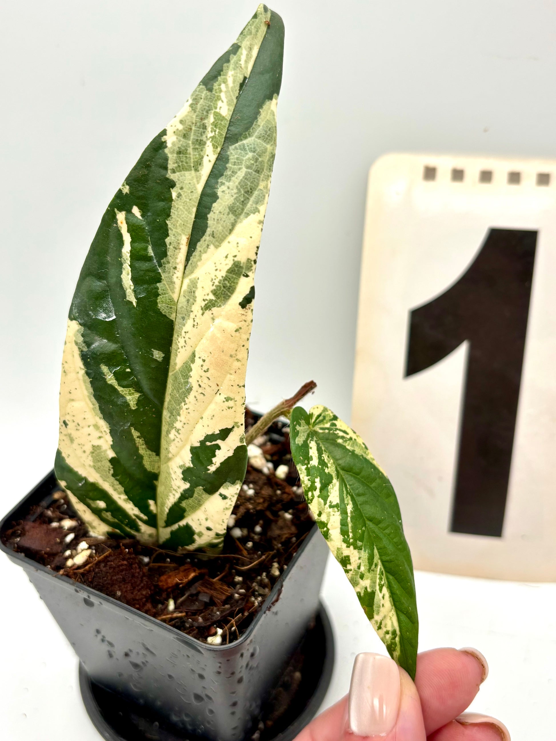Ficus Sagittata Pink Variegata Pflanze von Exotic-Flowers mit grünen und rosa variierten Blättern, im Top.