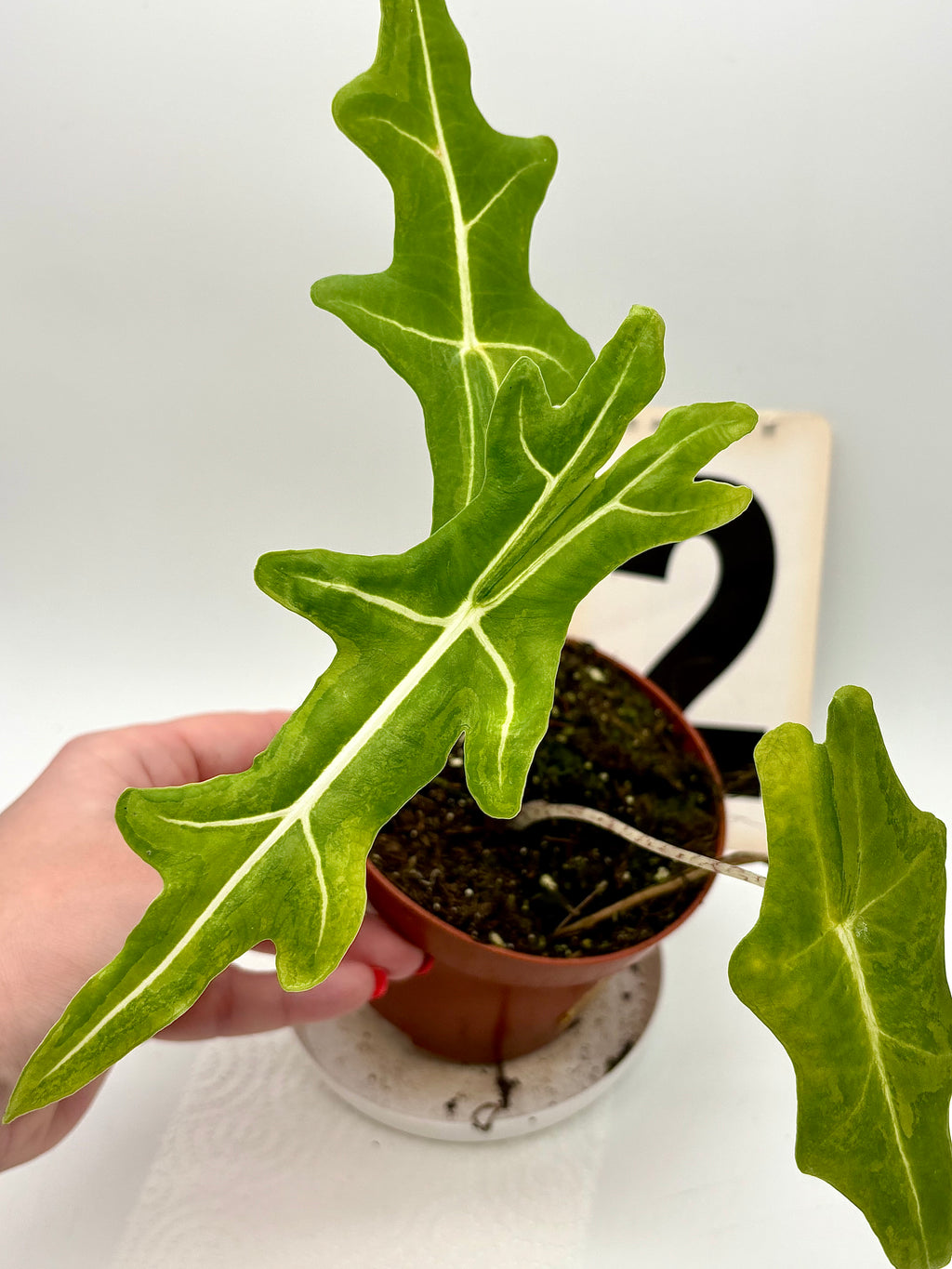 Alocasia Portei Variegata